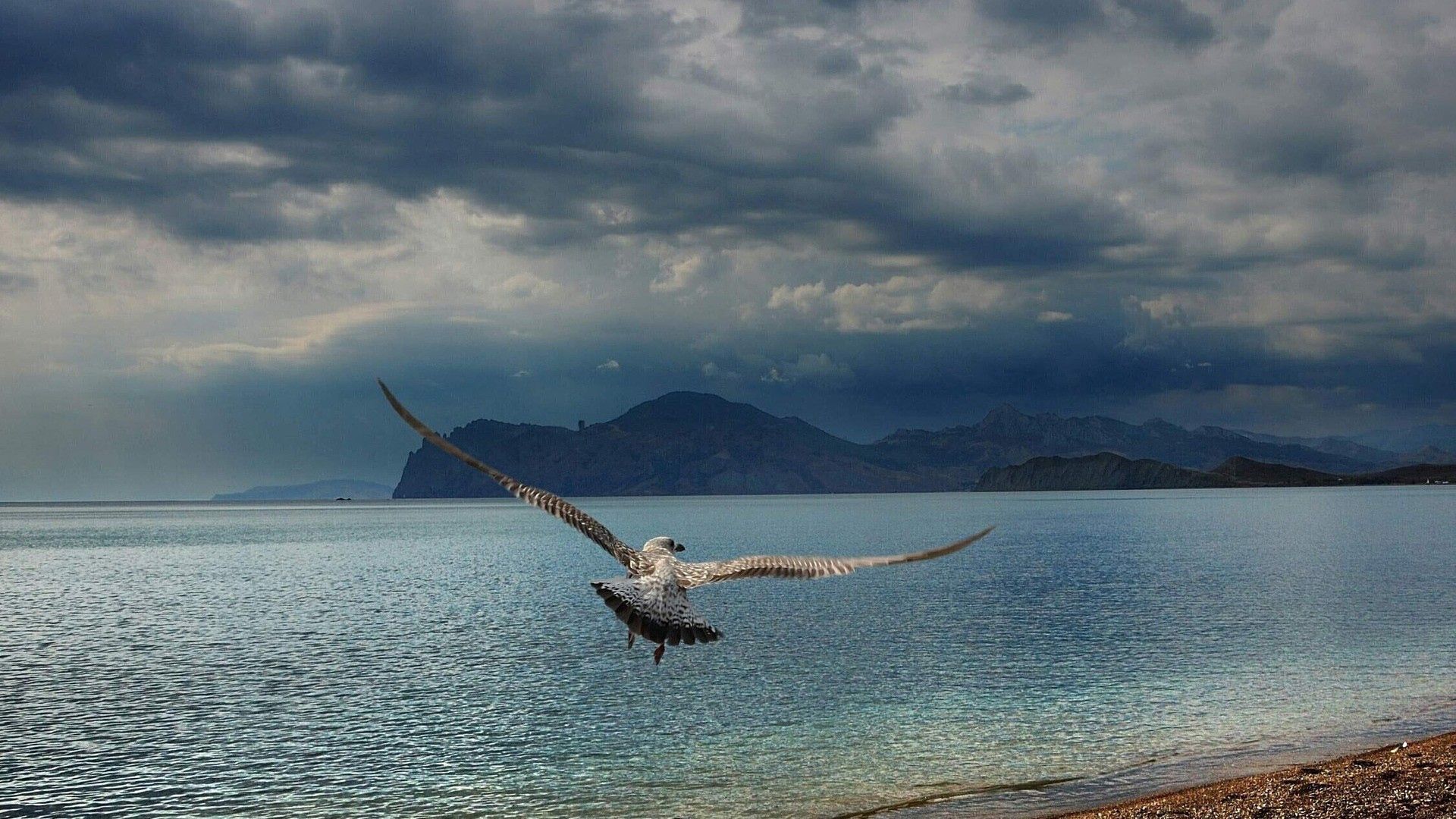 sea, animals, mountains, flight, gull, seagull, wave, sweep for android