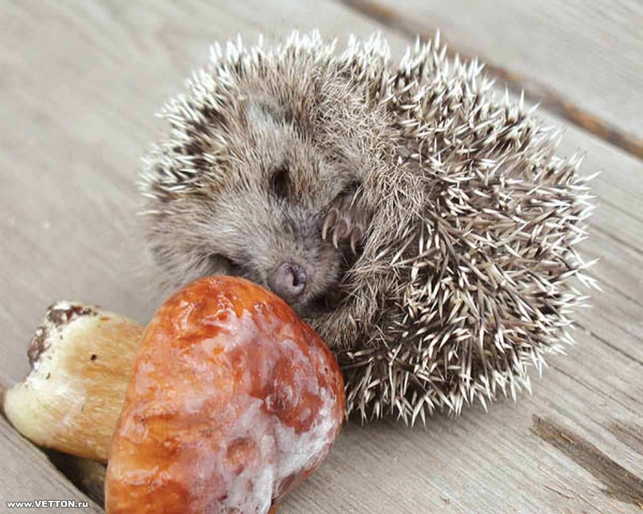 animals, hedgehogs, mashrooms Free Stock Photo