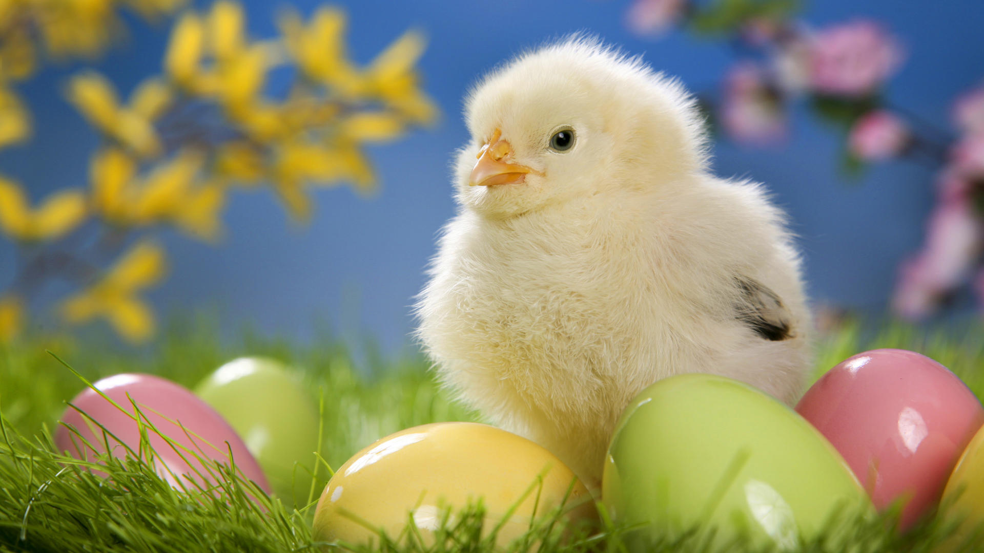 32076 Screensavers and Wallpapers Chicks for phone. Download animals, birds, chicks, yellow pictures for free