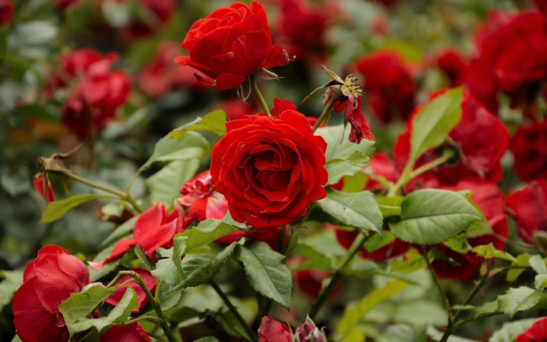 flowerbed, branches, flowers, flower bed, roses HD wallpaper