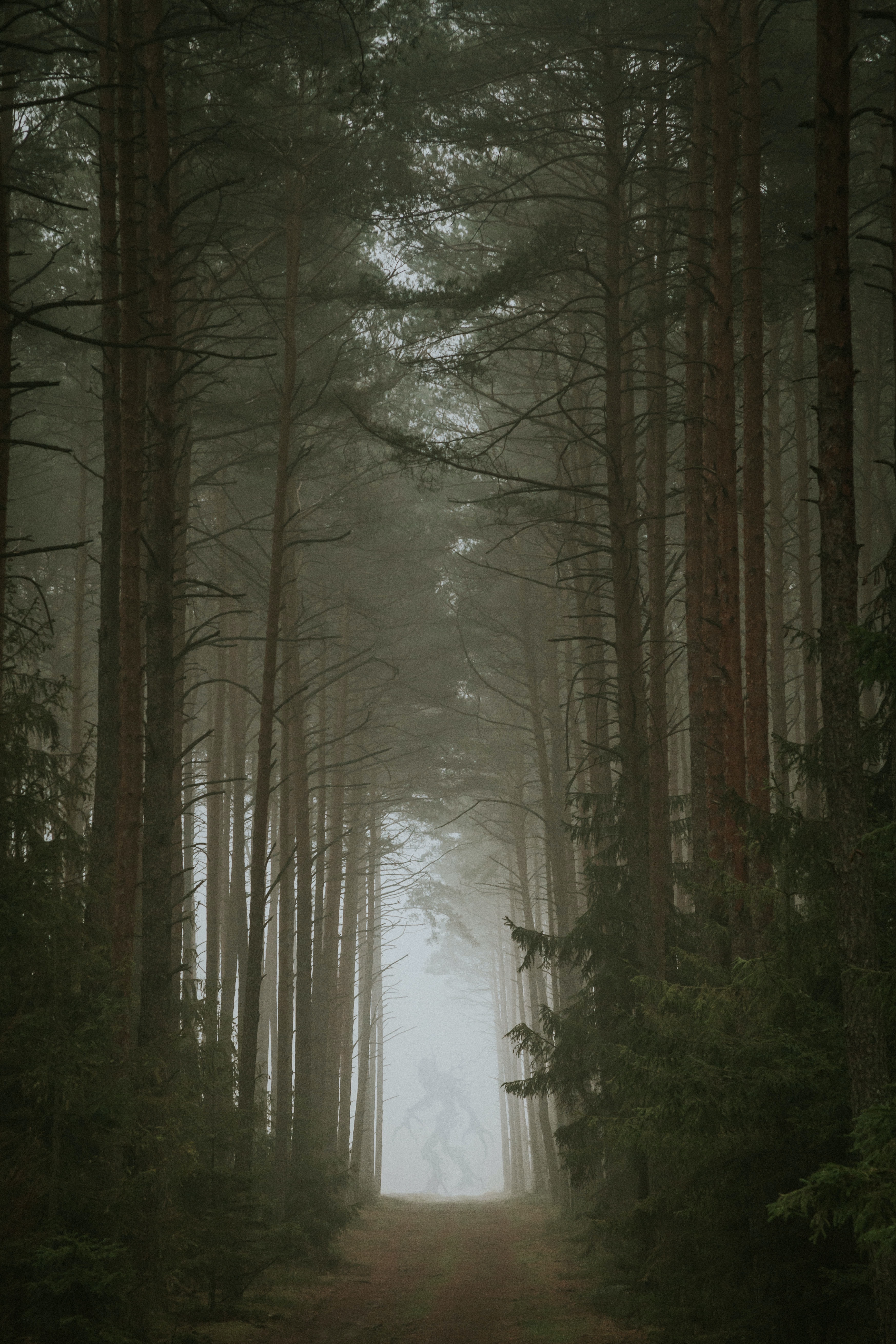 Mobile wallpaper: Fog, Forest, Nature, Silhouette, Monster, 66211 download  the picture for free.
