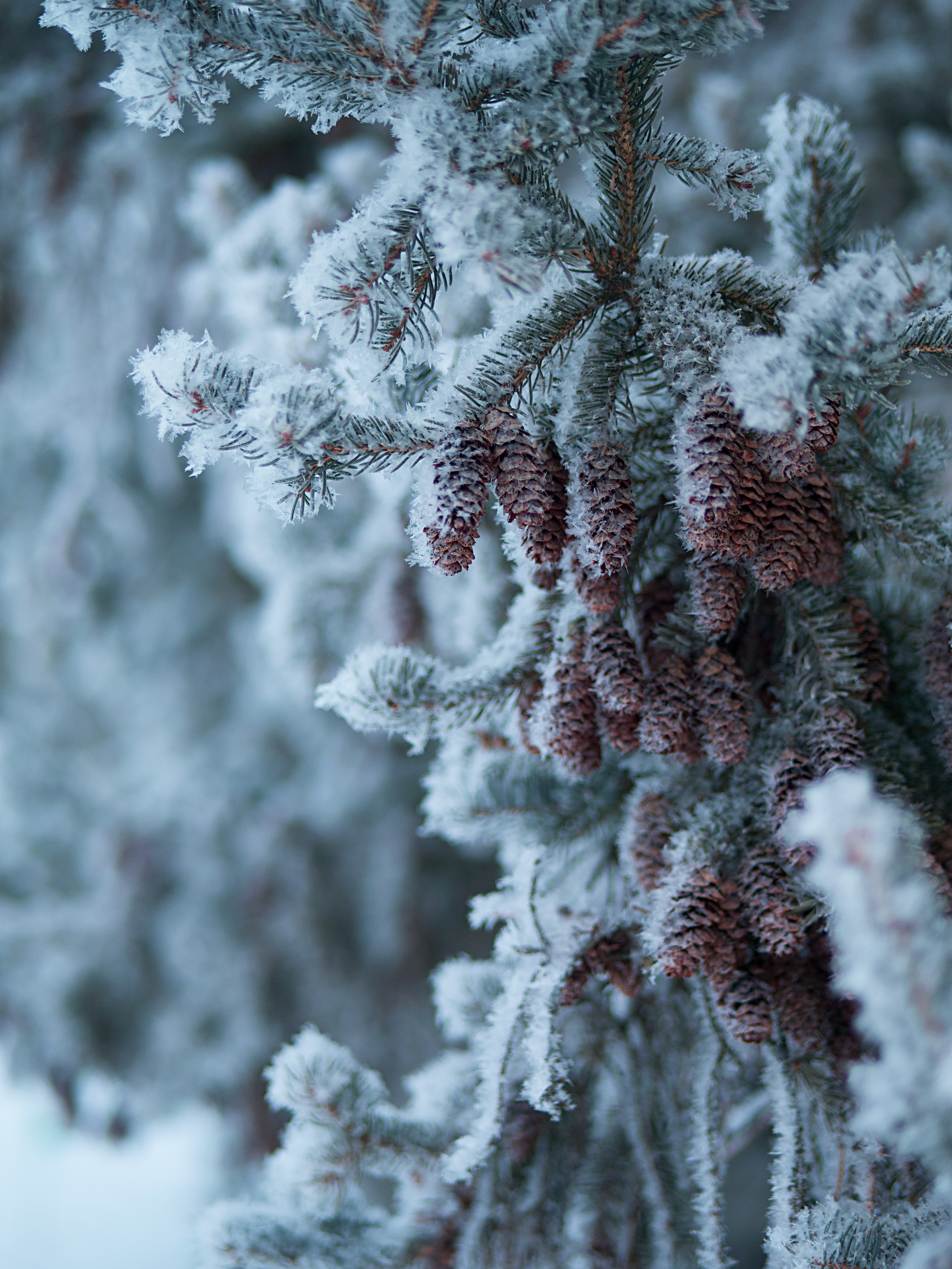 winter, cones, snow, macro, branch, spruce, fir iphone wallpaper
