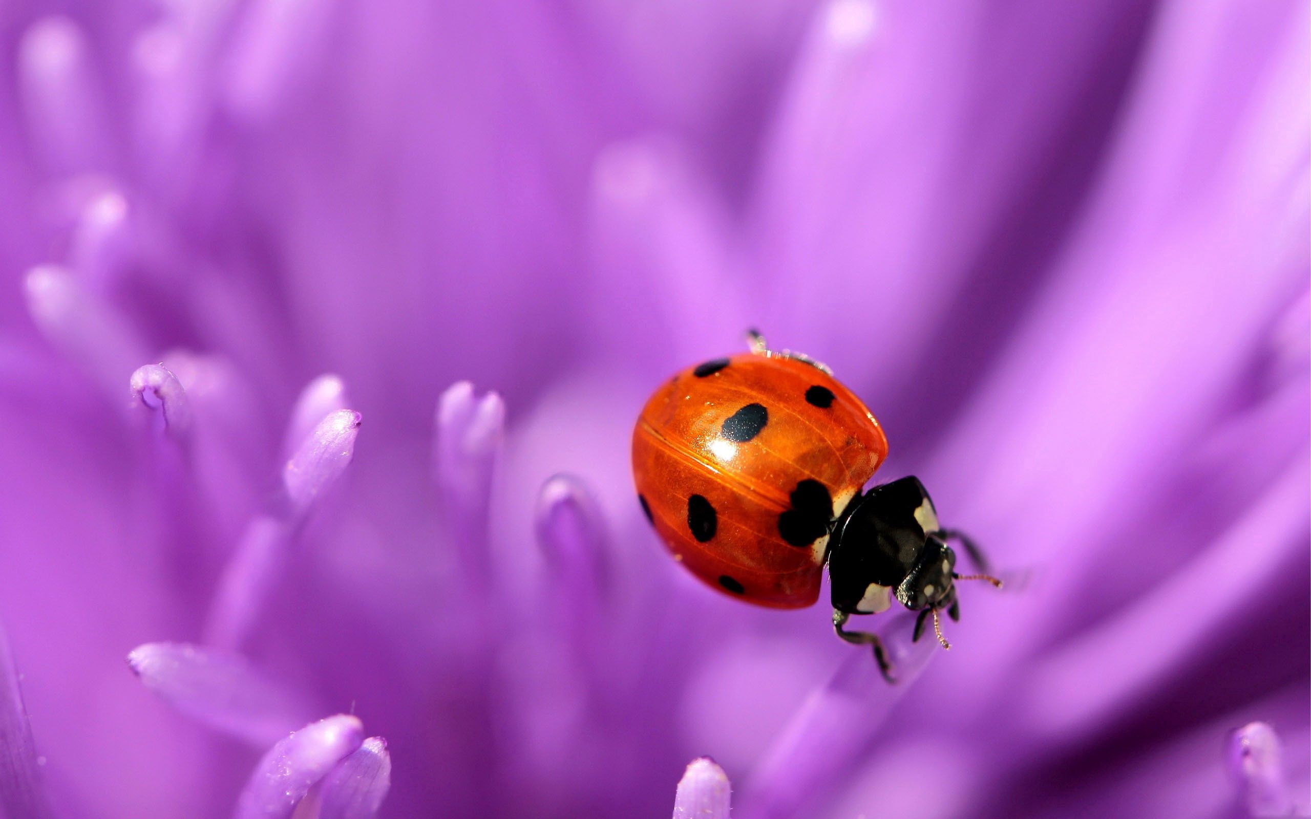 86330 Bildschirmschoner und Hintergrundbilder Marienkäfer auf Ihrem Telefon. Laden Sie ladybird, oberfläche, blume, lila Bilder kostenlos herunter