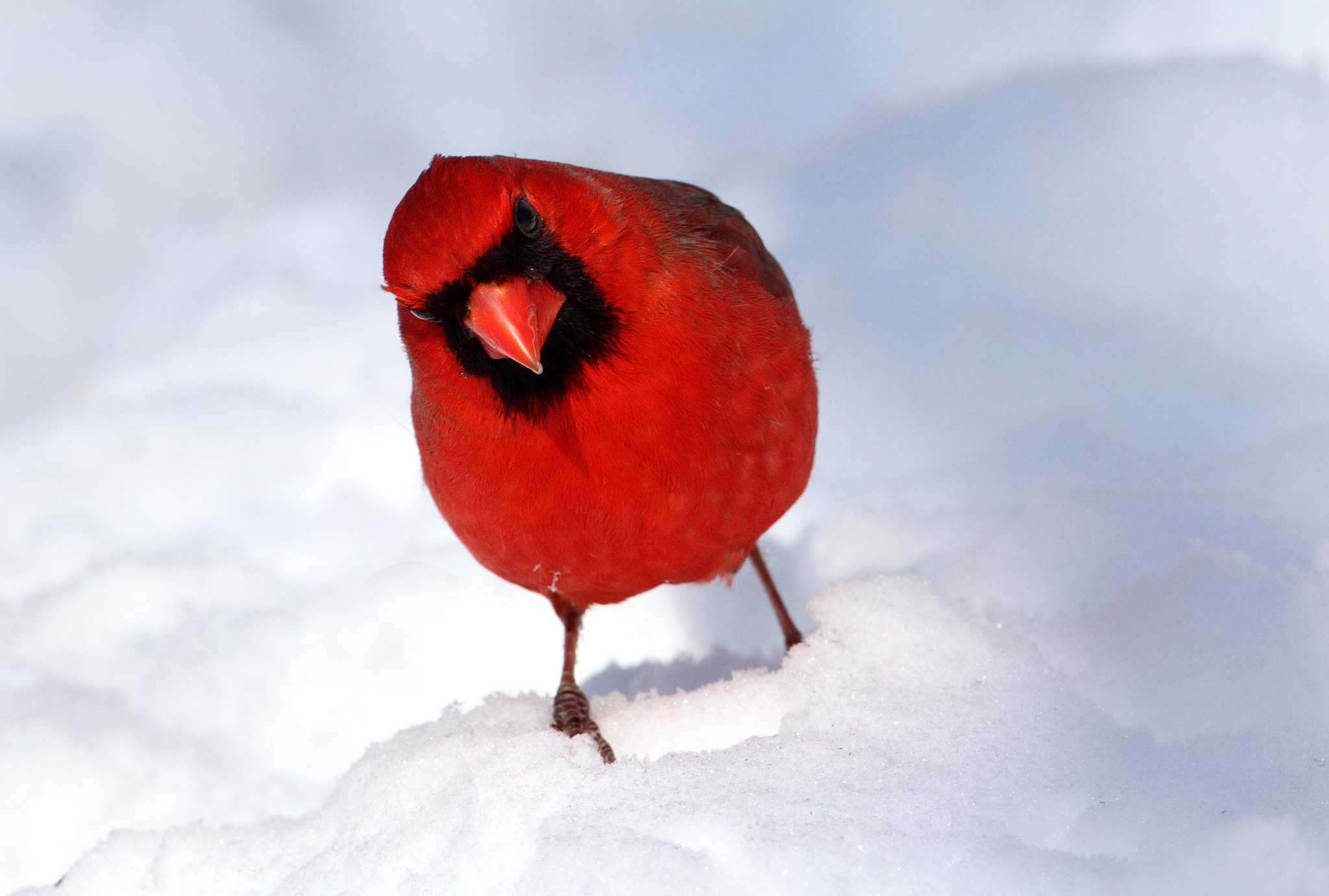 HD for desktop 1080p Snow animal, bird, birds, cardinal