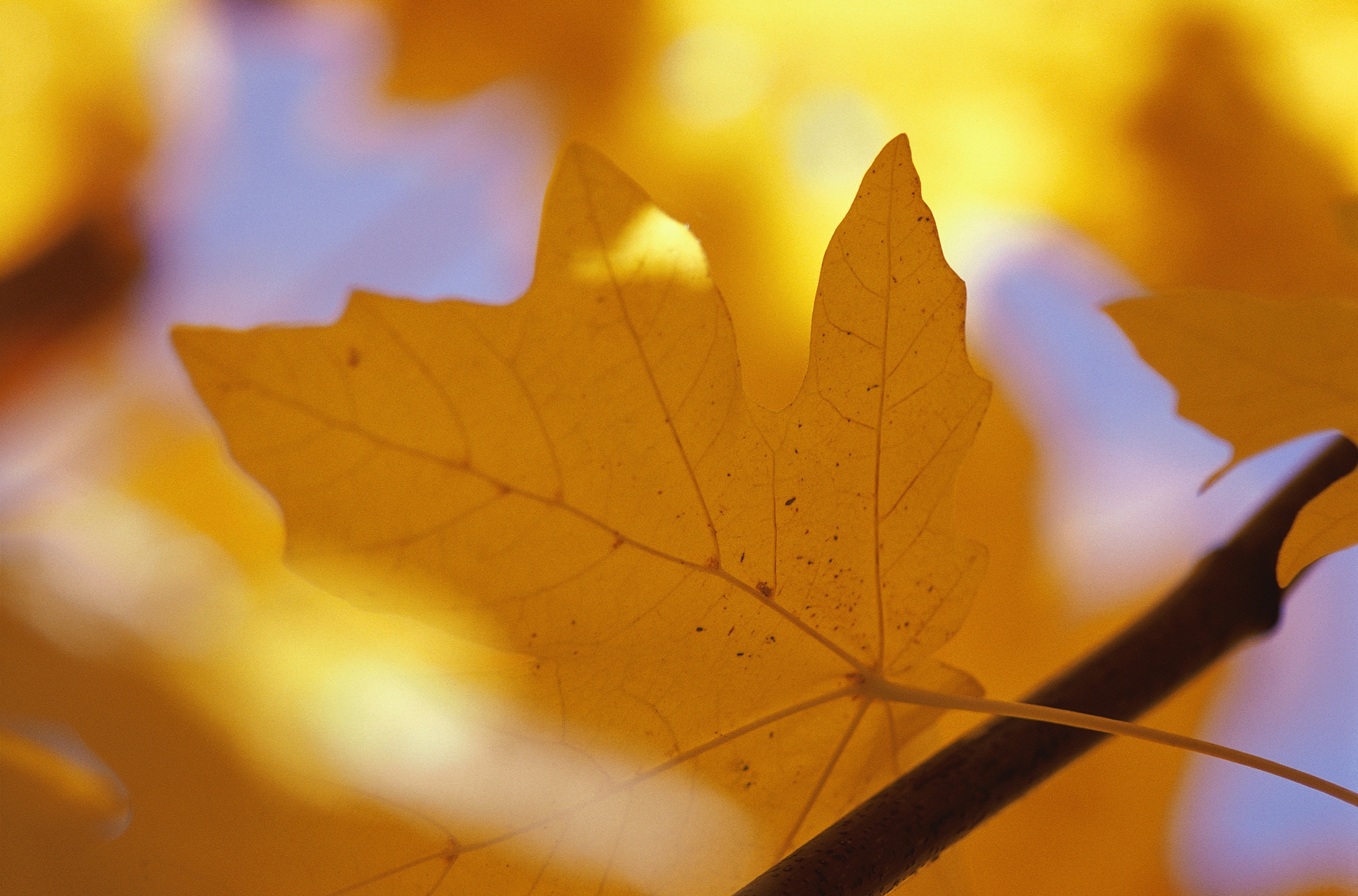 veins, sheet, yellow, autumn home screen for smartphone
