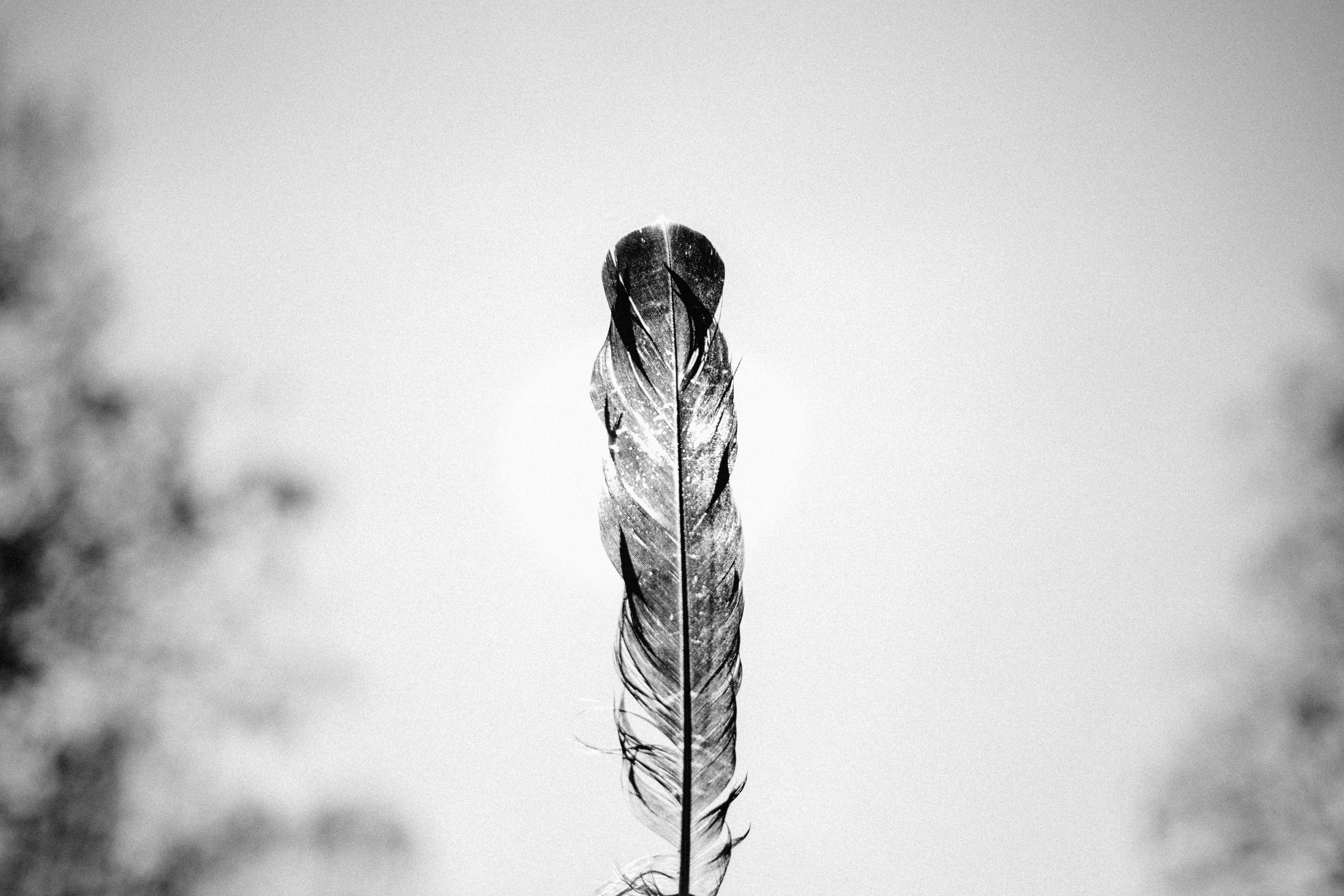 142257 Screensavers and Wallpapers Pen for phone. Download feather, minimalism, bw, chb, pen pictures for free