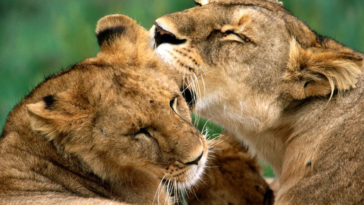 Название животных парами. Животные любовь. Львица и Львенок. Животные парами. Лев и львица любовь.