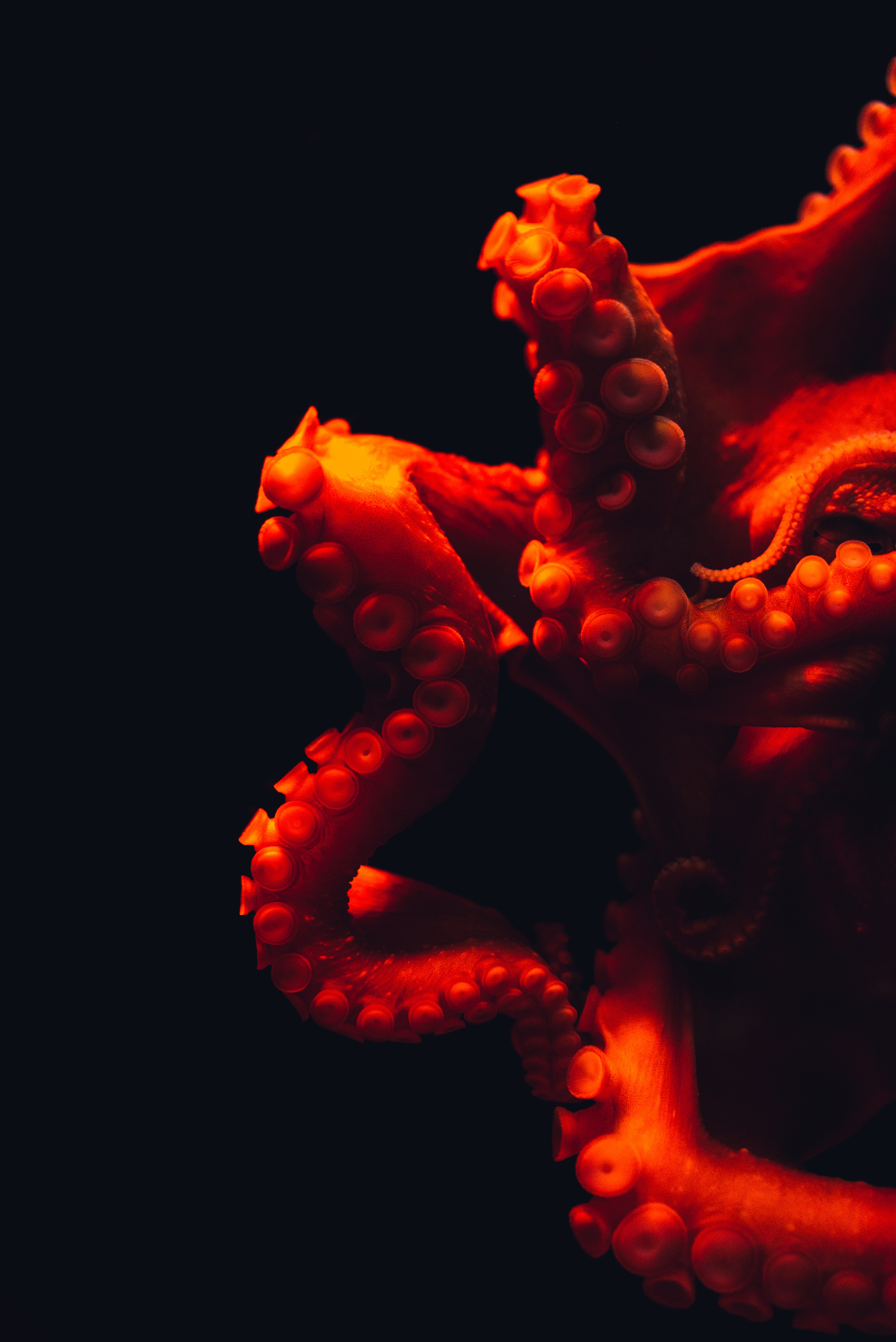 84353 Hintergrundbild herunterladen tintenfisch, rot, makro, unterwasserwelt, tentakel, die tentakel, octopus - Bildschirmschoner und Bilder kostenlos