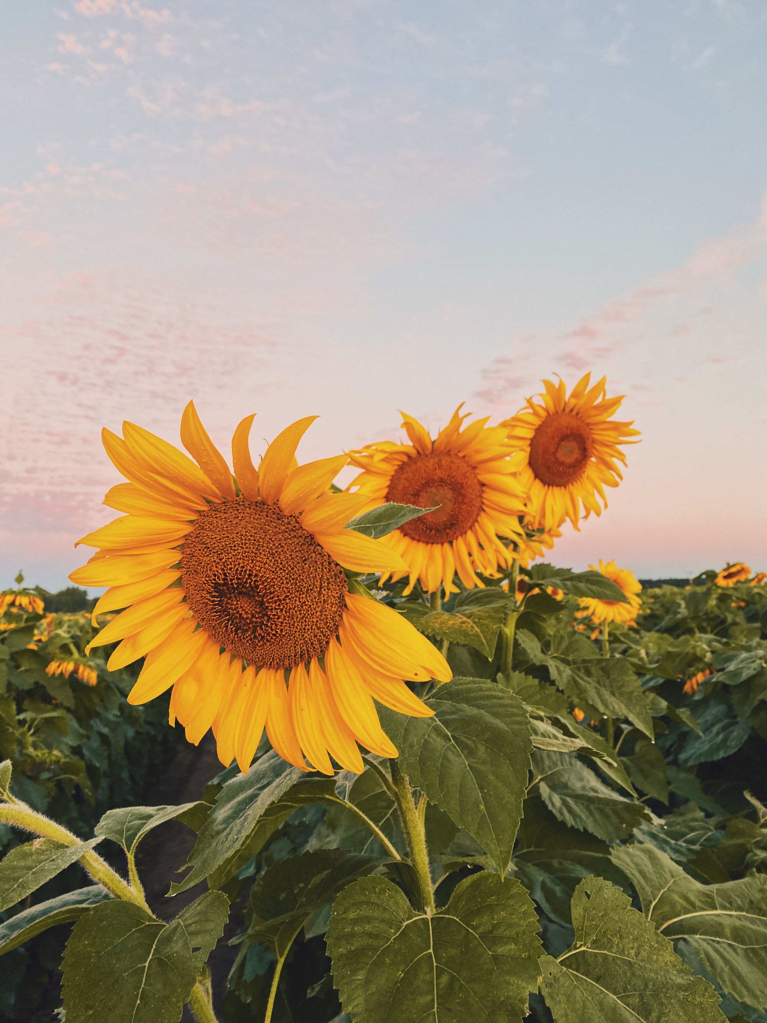 100083 Hintergrundbilder und Sonnenblumen Bilder auf dem Desktop. Laden Sie blumen, sonnenblumen, gelb, blütenblätter, feld Bildschirmschoner kostenlos auf den PC herunter