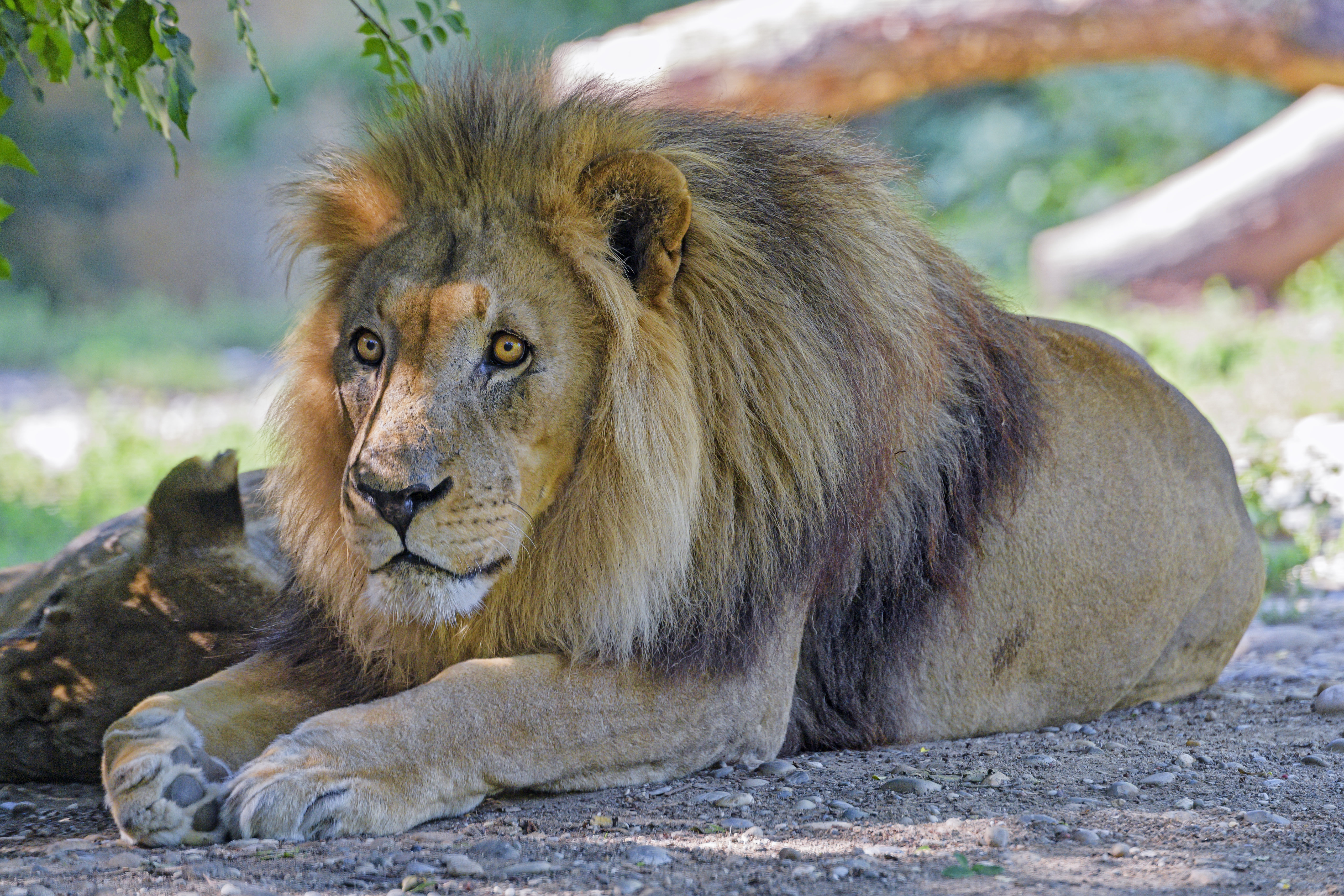 156241 économiseurs d'écran et fonds d'écran Lion sur votre téléphone. Téléchargez animaux, un lion, museau, opinion images gratuitement