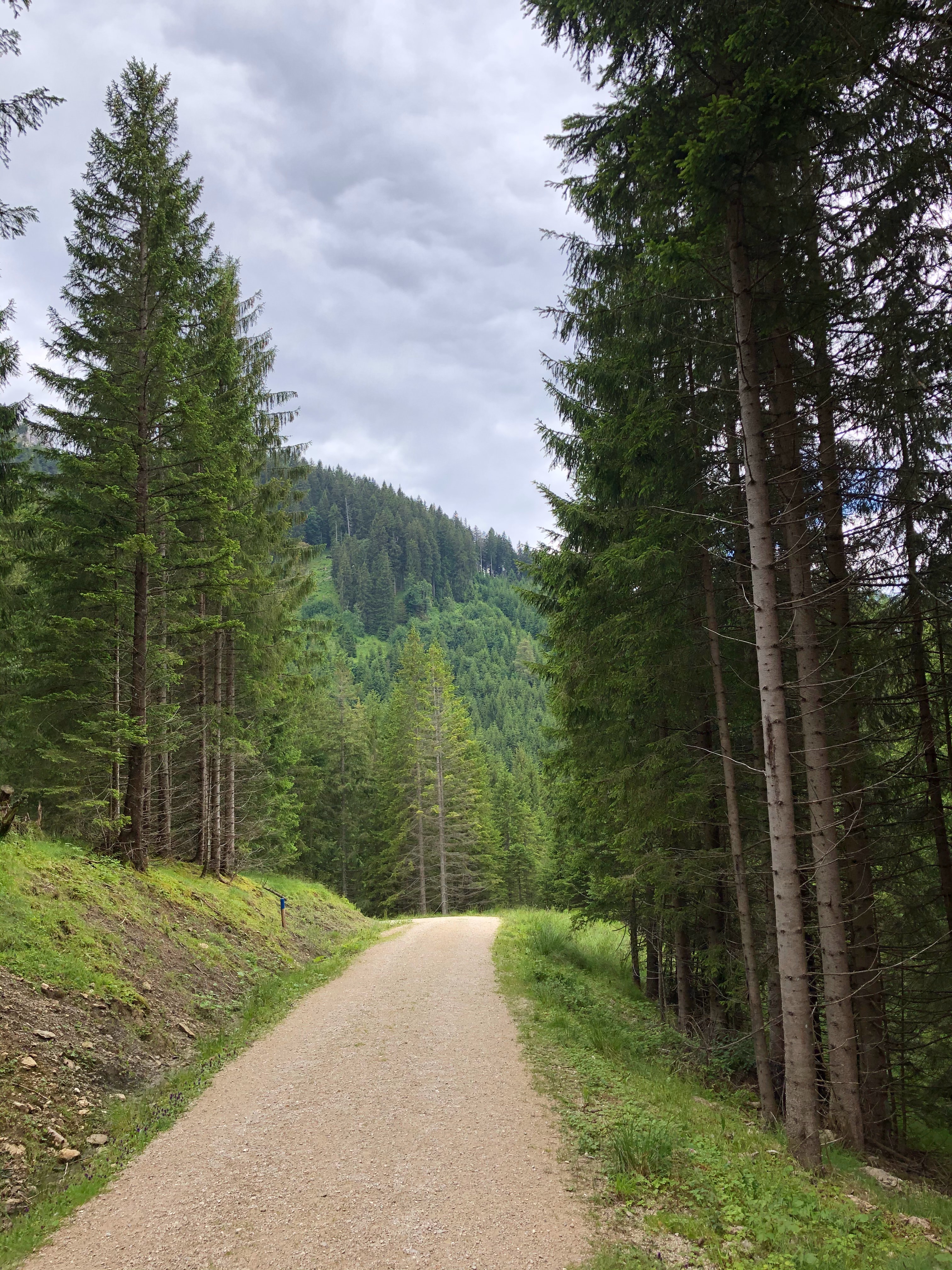 dahl, trees, nature, road, forest, spruce, fir, distance images