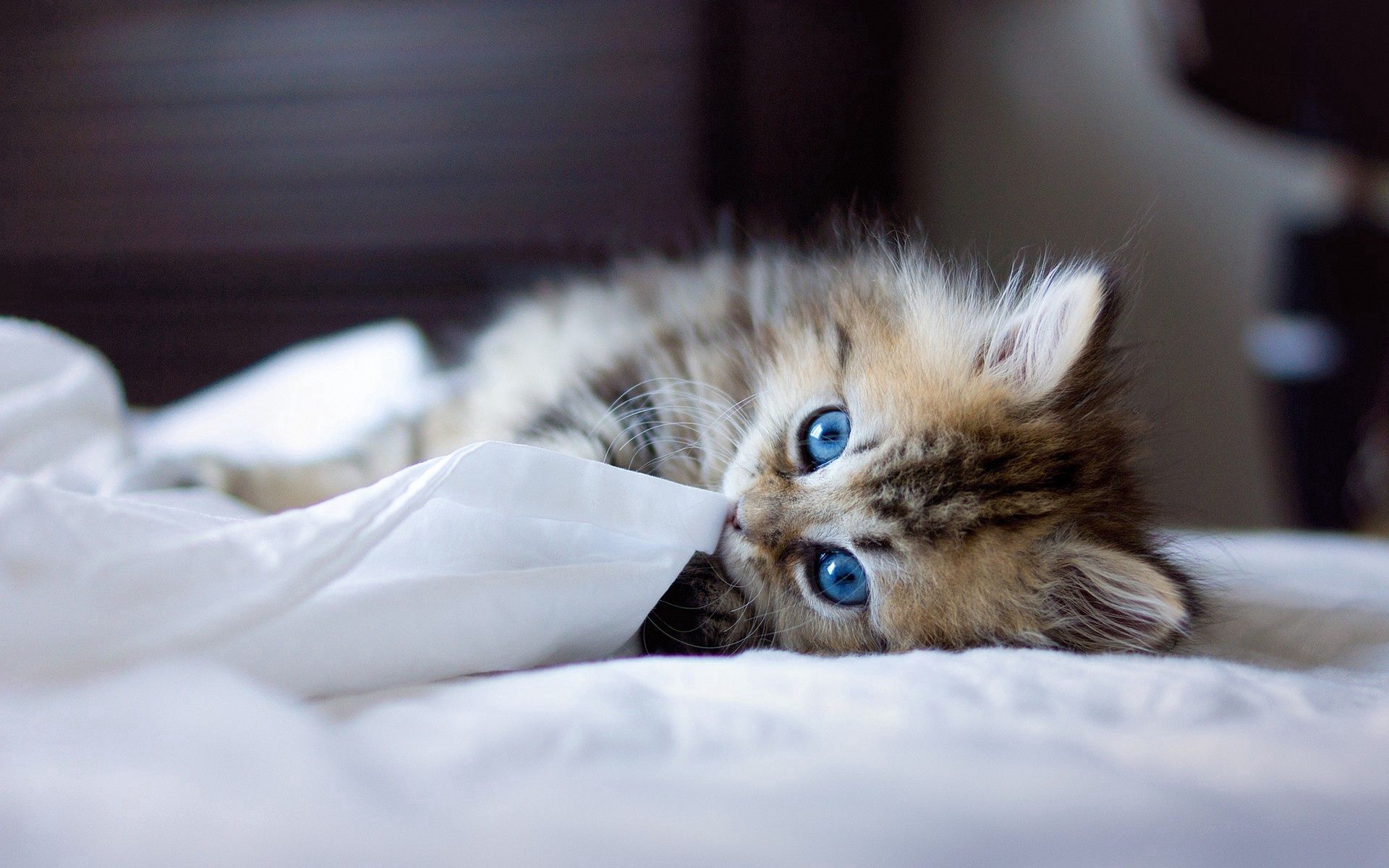 156863 免費下載壁紙 动物, 蓬松的, 蓬松, 小猫, 猫咪, 俏皮, 蓝眼睛, 一条毯子, 毯子 屏保和圖片