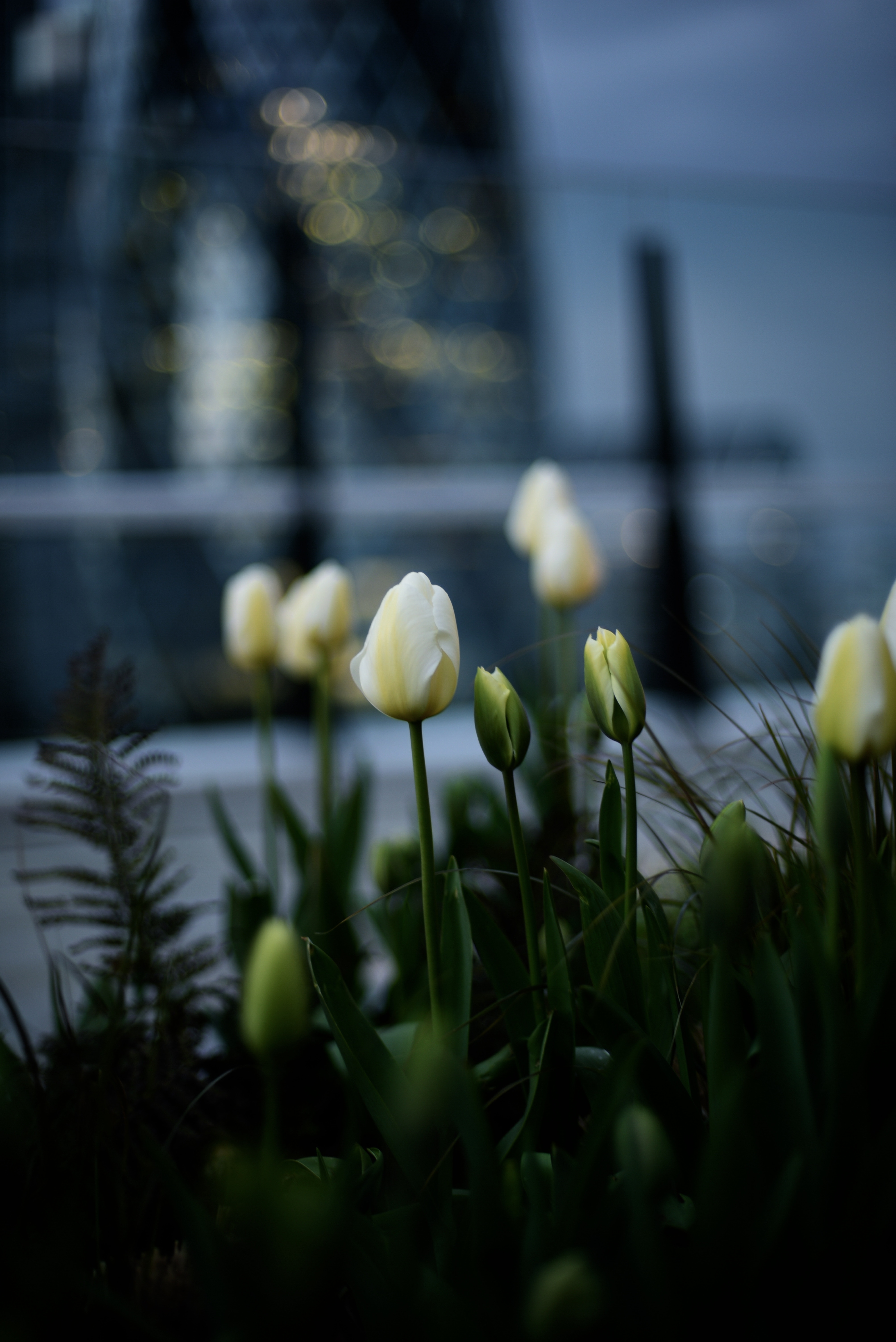 tulips, flowers, white, flower bed, flowerbed, buds