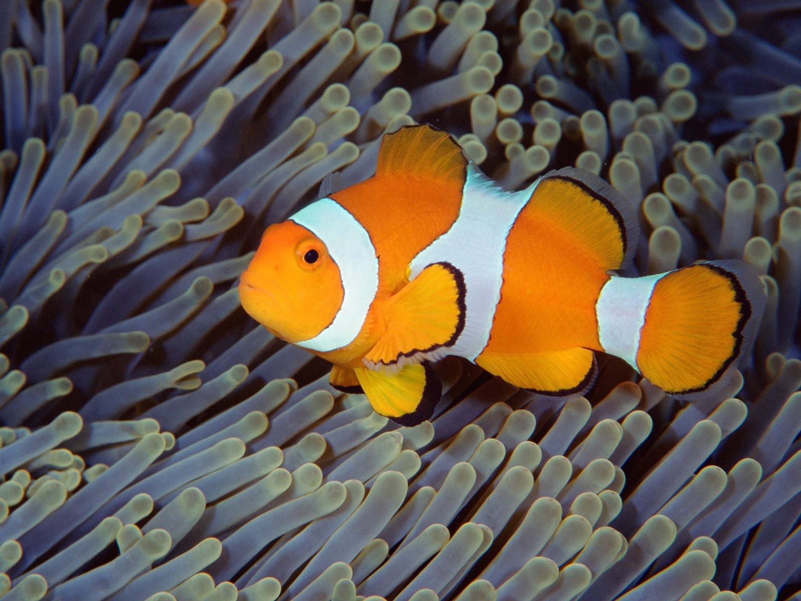 Laden Sie das Unterwasserwelt, Tiere, Sea, Ozean, Bali, Ein Fisch, Fisch, Indonesien-Bild kostenlos auf Ihren PC-Desktop herunter