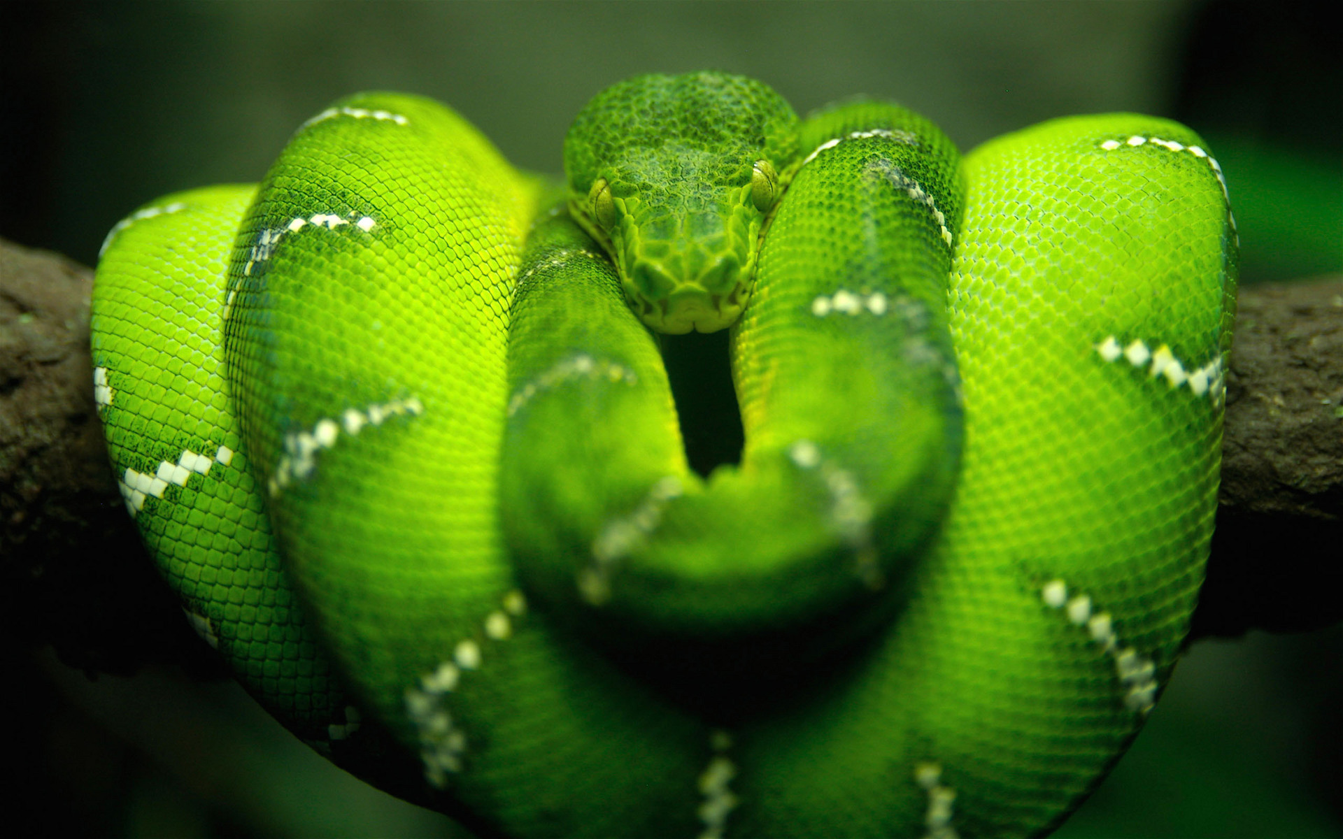 Laden Sie das Tiere, Snakes-Bild kostenlos auf Ihren PC-Desktop herunter