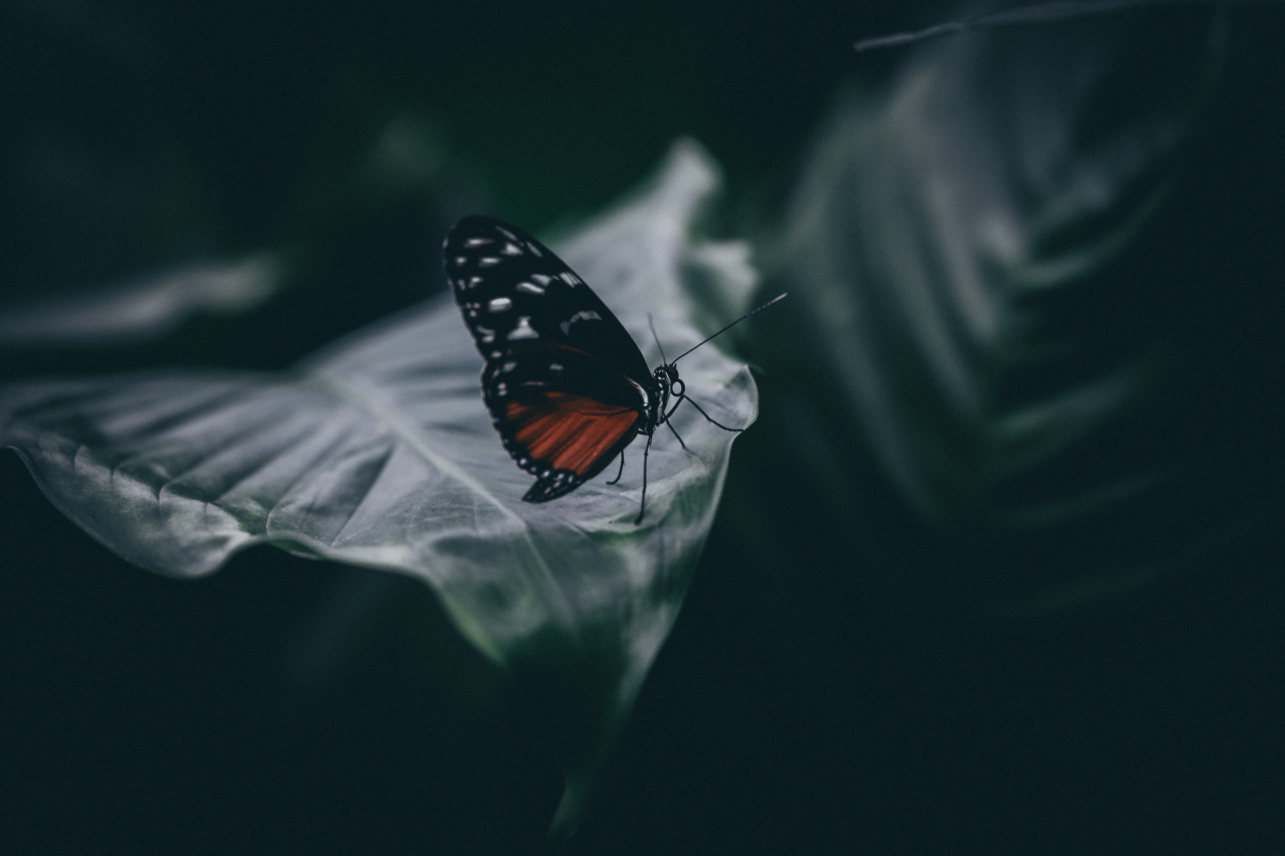 blur, macro, smooth, close-up, sheet, leaf, insect, butterfly download HD wallpaper
