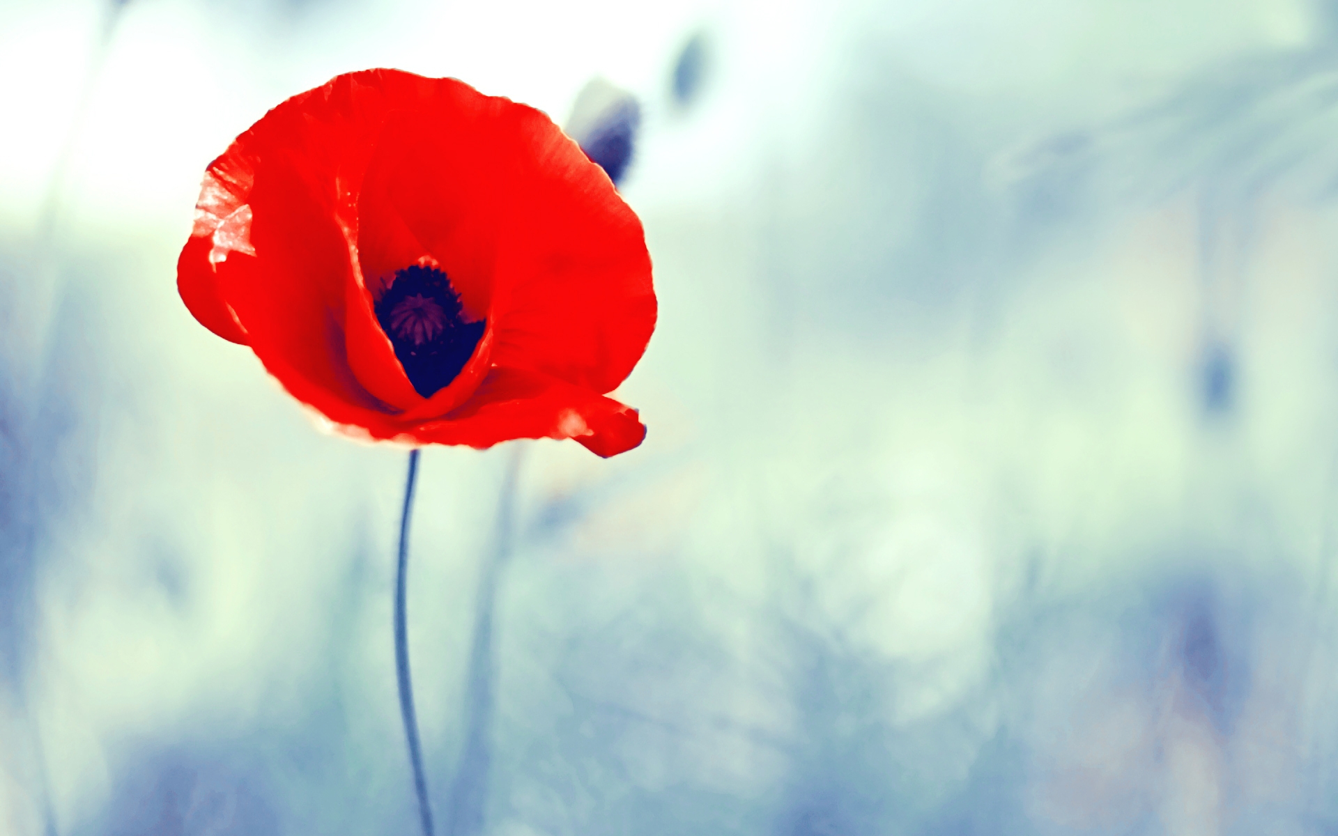 Poppies HD download for free