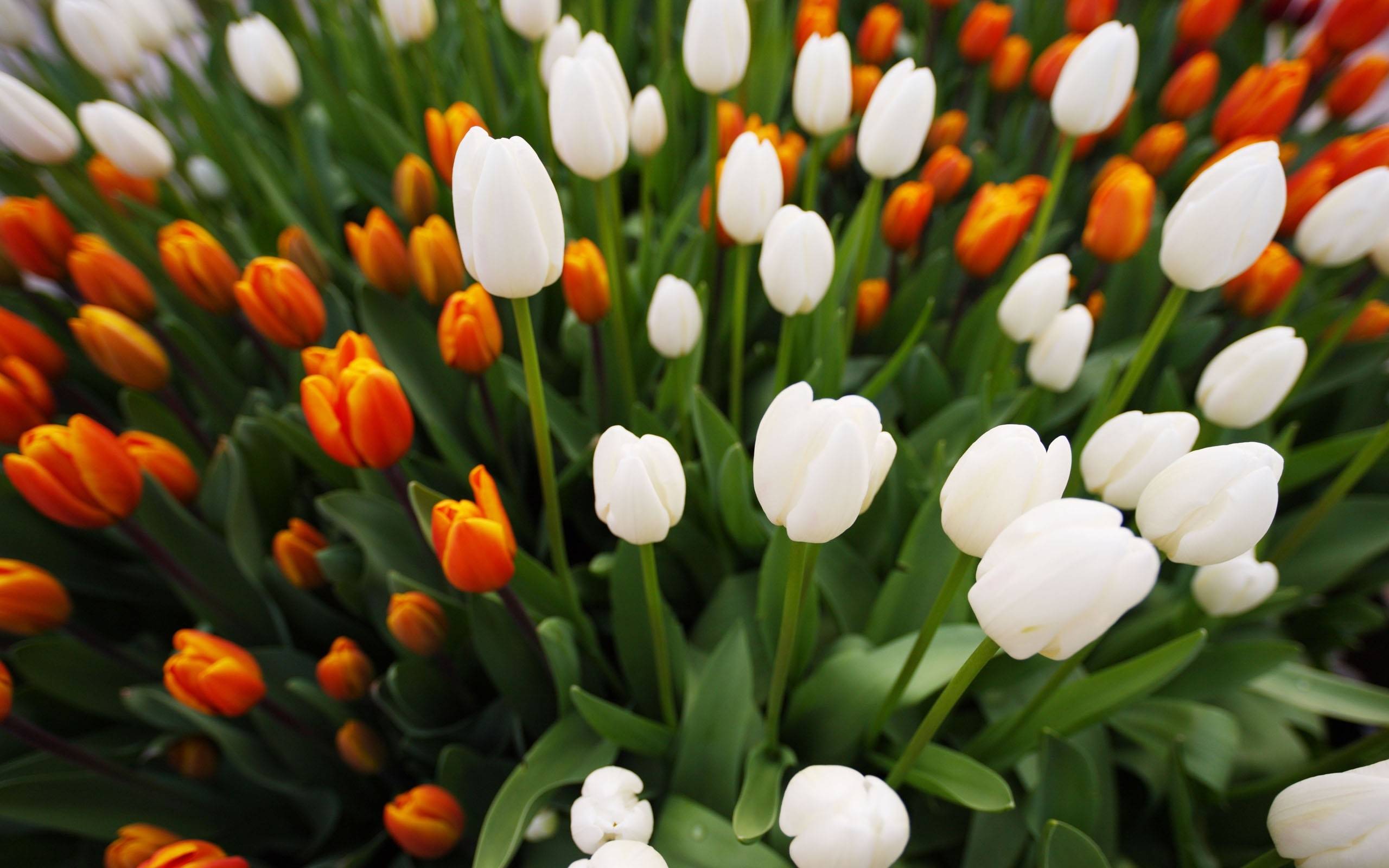 Бело-оранжевые цветочки