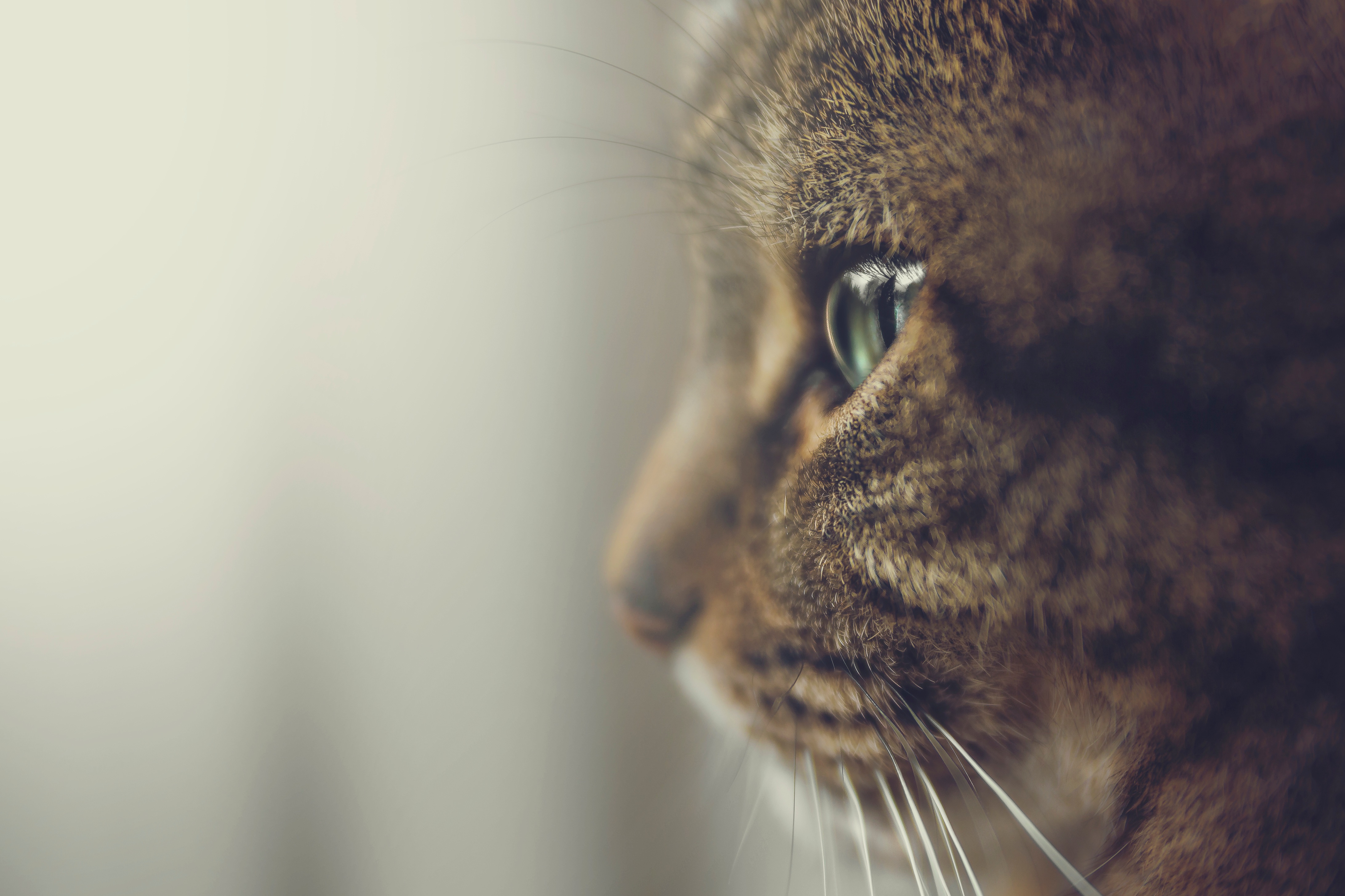 cat, animals, muzzle, eyes, profile High Definition image