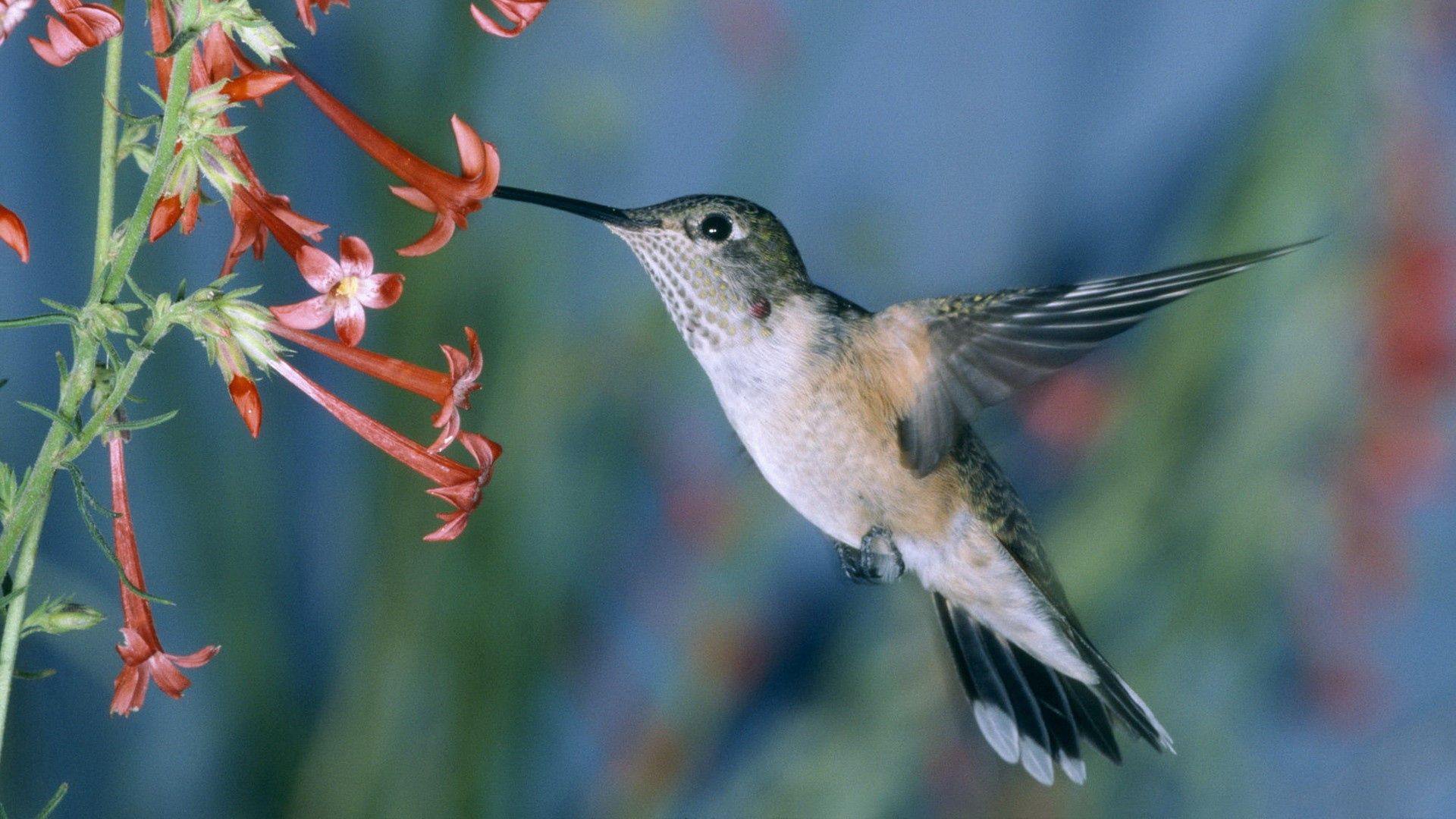 Laden Sie das Tiere, Blumen, Kolibris, Vogel, Welle, Fegen-Bild kostenlos auf Ihren PC-Desktop herunter
