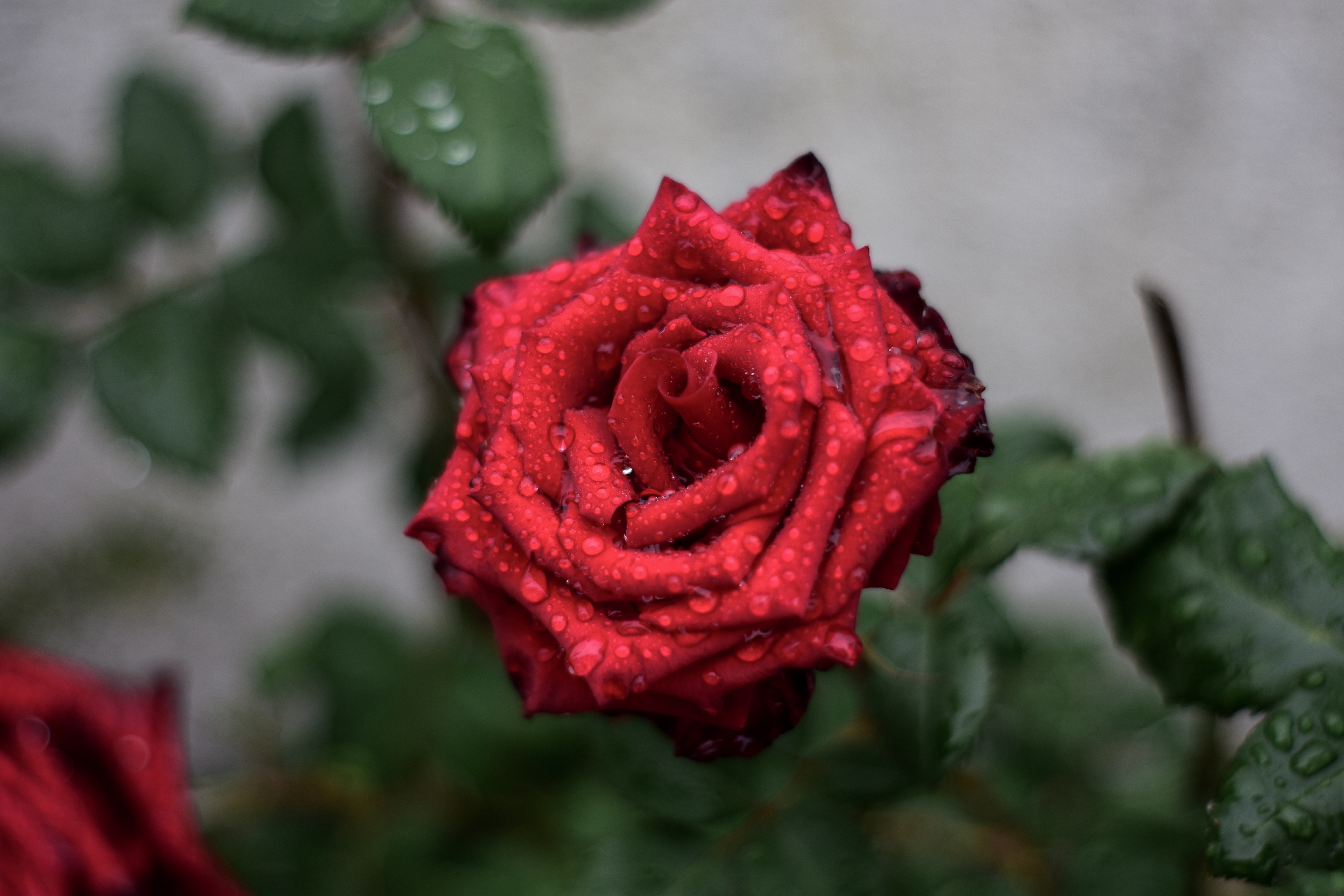 rose flower, red, drops, macro Lock Screen Images