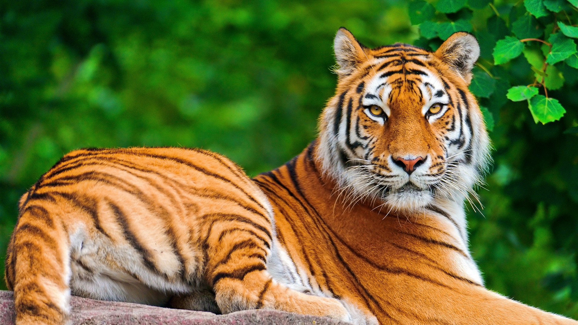 HD desktop wallpaper: Cats, Cat, Tiger, Animal download free picture #270077