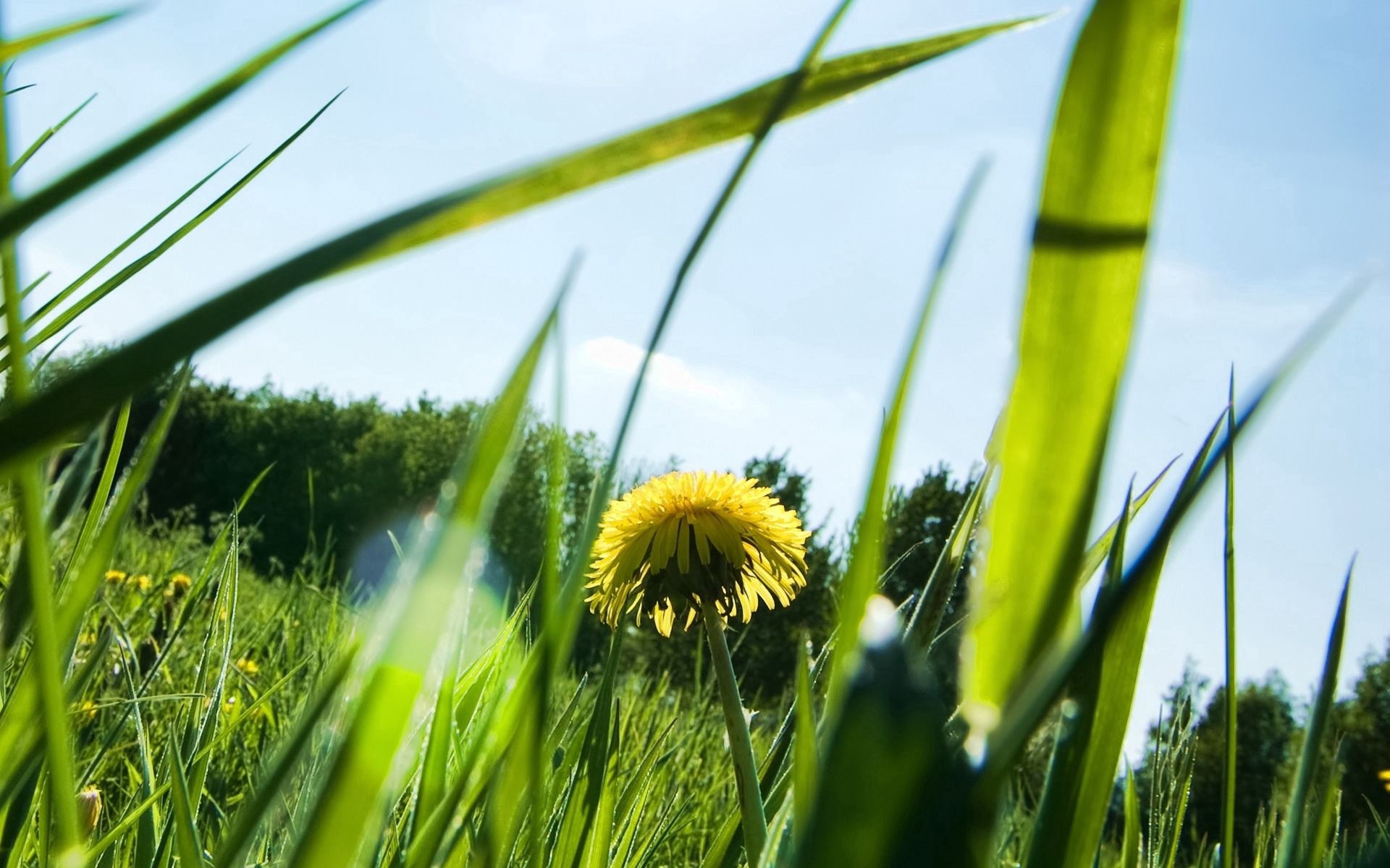 Phone Background Full HD dandelion, grass, glare, nature