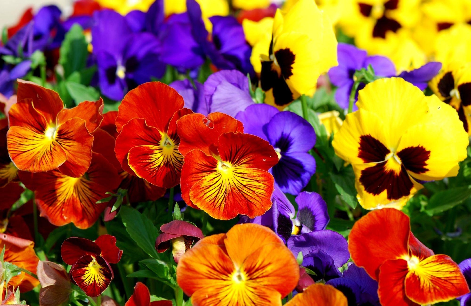 146917 download wallpaper flowers, pansies, bright, multicolored screensavers and pictures for free