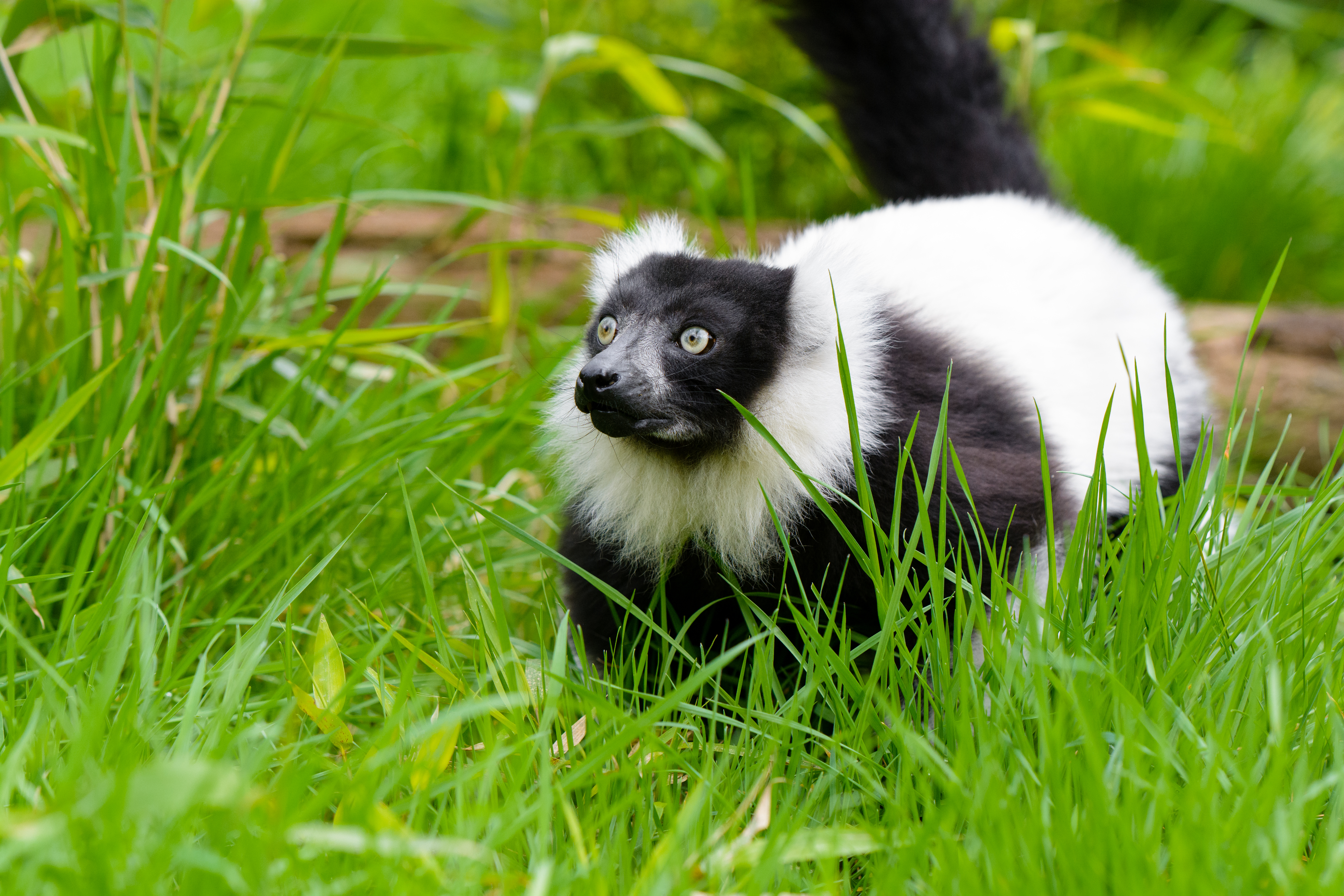 148895 Hintergrundbilder und Lemur Bilder auf dem Desktop. Laden Sie wildlife, lemur vari, grass, spaziergang Bildschirmschoner kostenlos auf den PC herunter