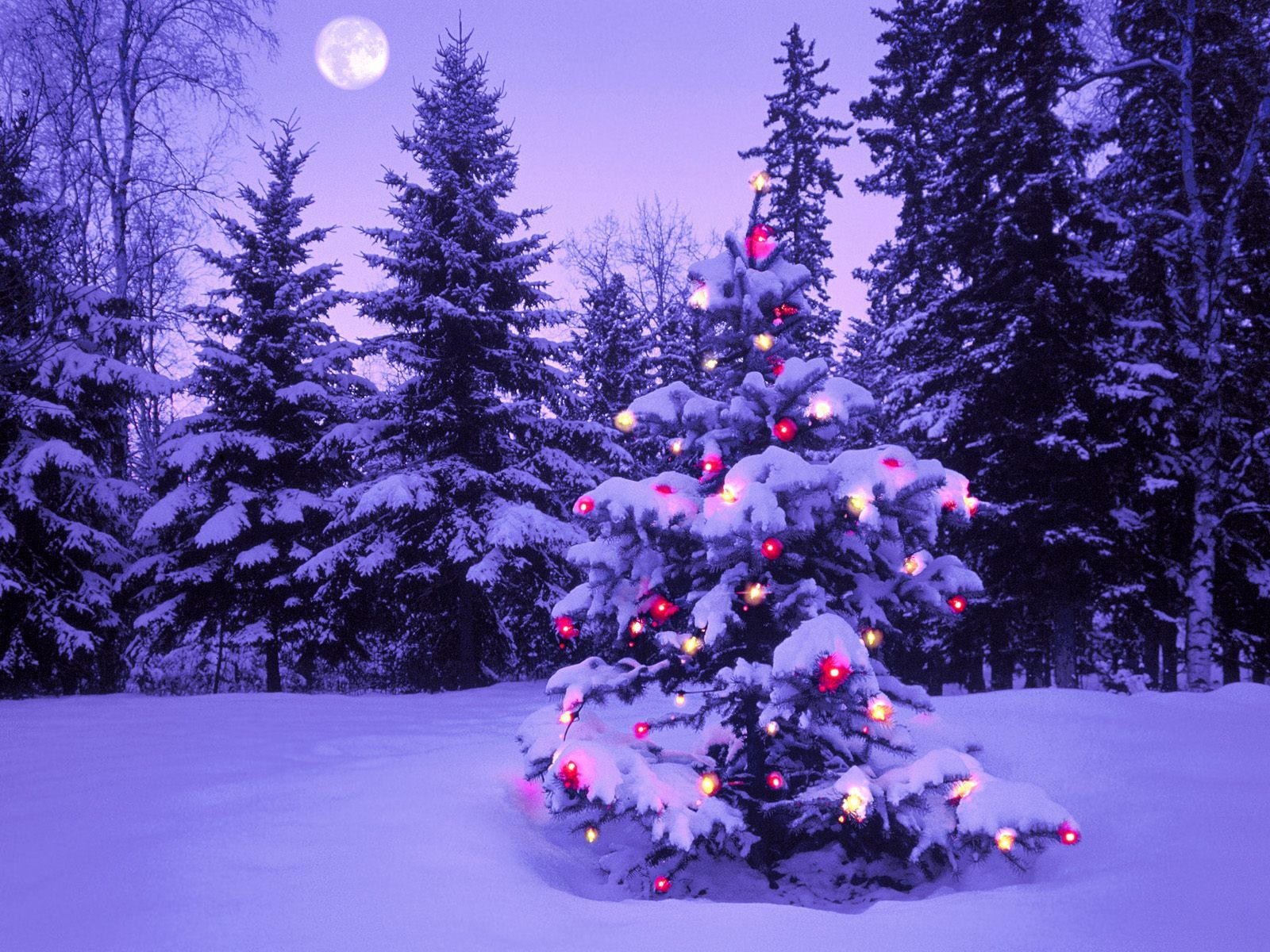 Handy-Wallpaper Weihnachten, Feiertage, Winter, Bäume, Neujahr, Schnee, Tannenbaum kostenlos herunterladen.