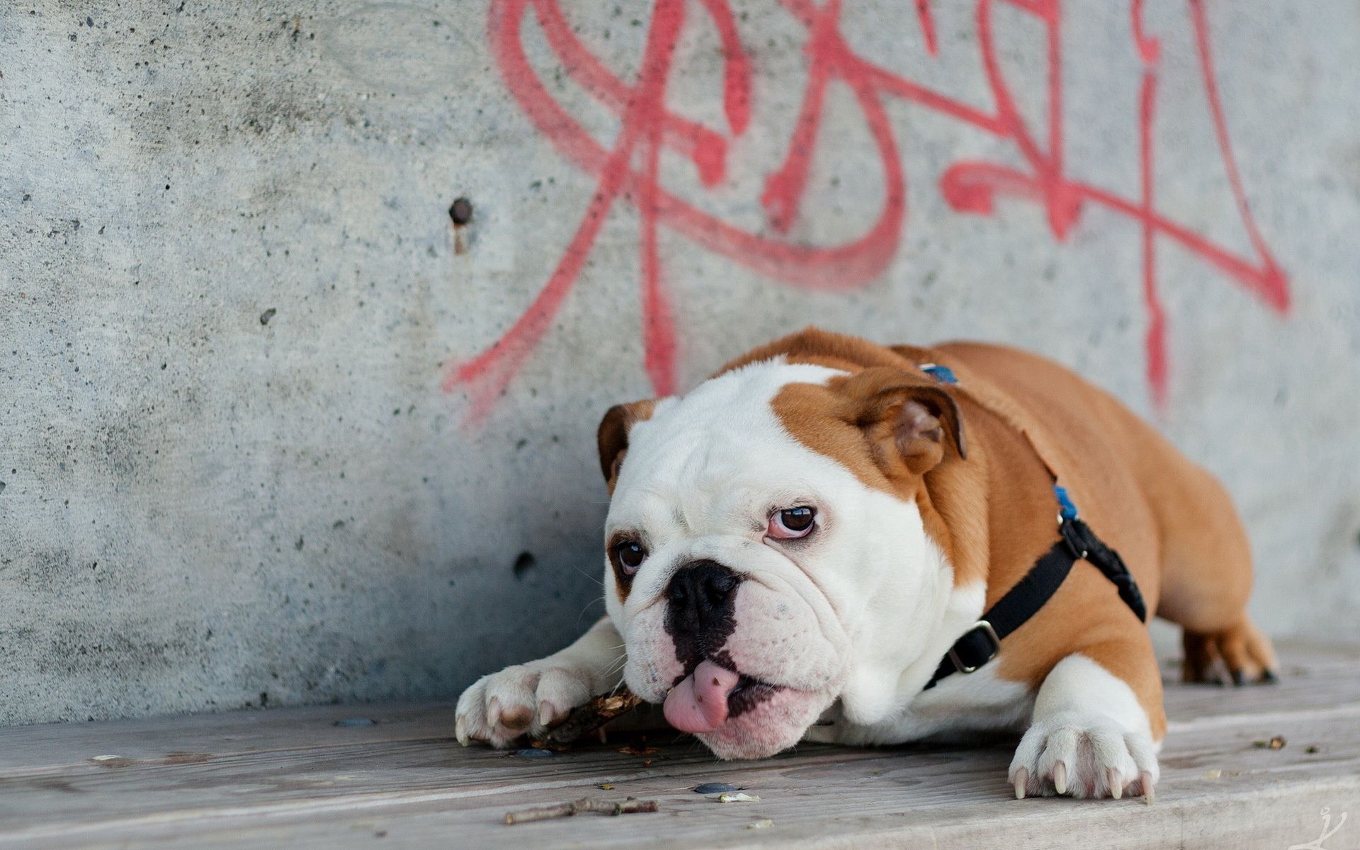fat, dog, language, english bulldog Horizontal Wallpapers