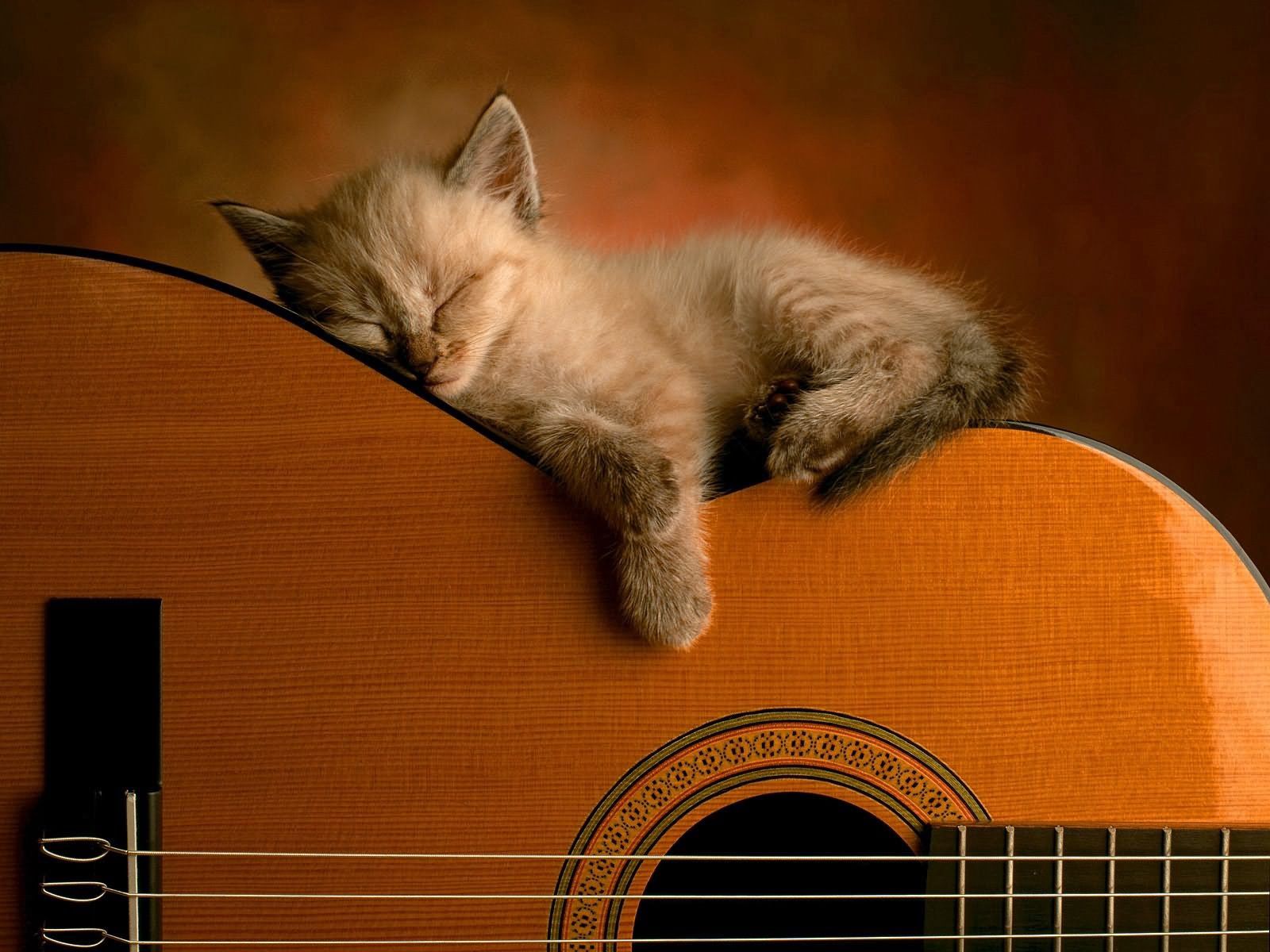 guitar, animals, kitty, kitten, to lie down, lie, sleep, dream UHD