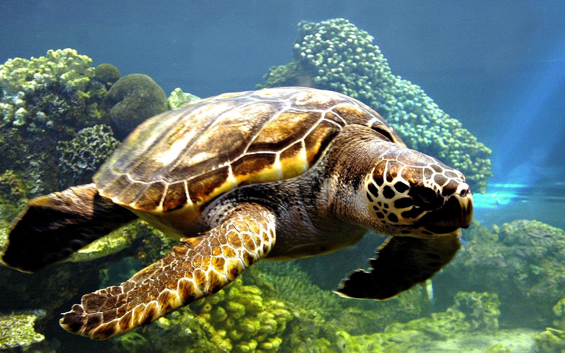 Mobile wallpaper animal, sea turtle, underwater