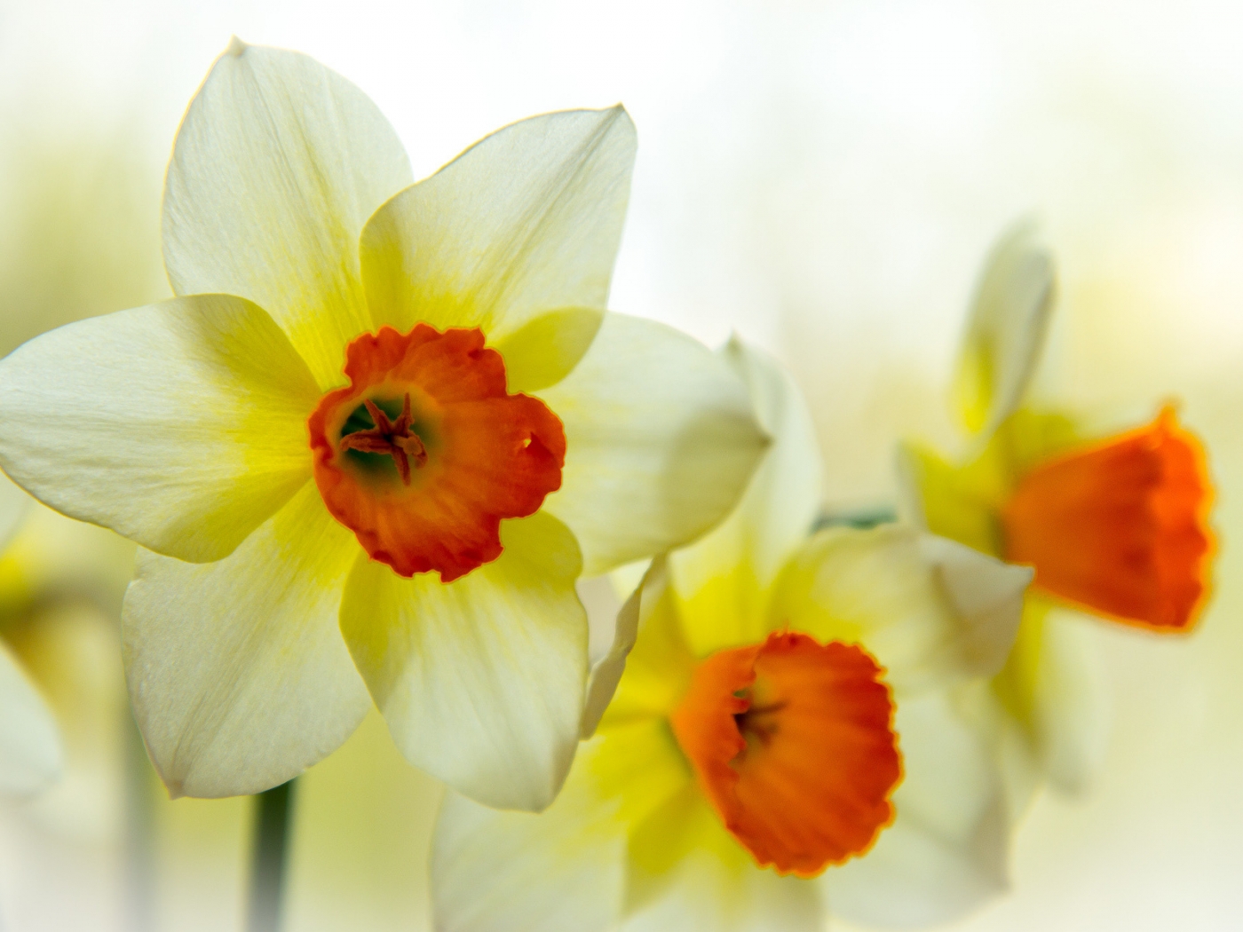 Laden Sie das Pflanzen, Blumen, Narzissen-Bild kostenlos auf Ihren PC-Desktop herunter