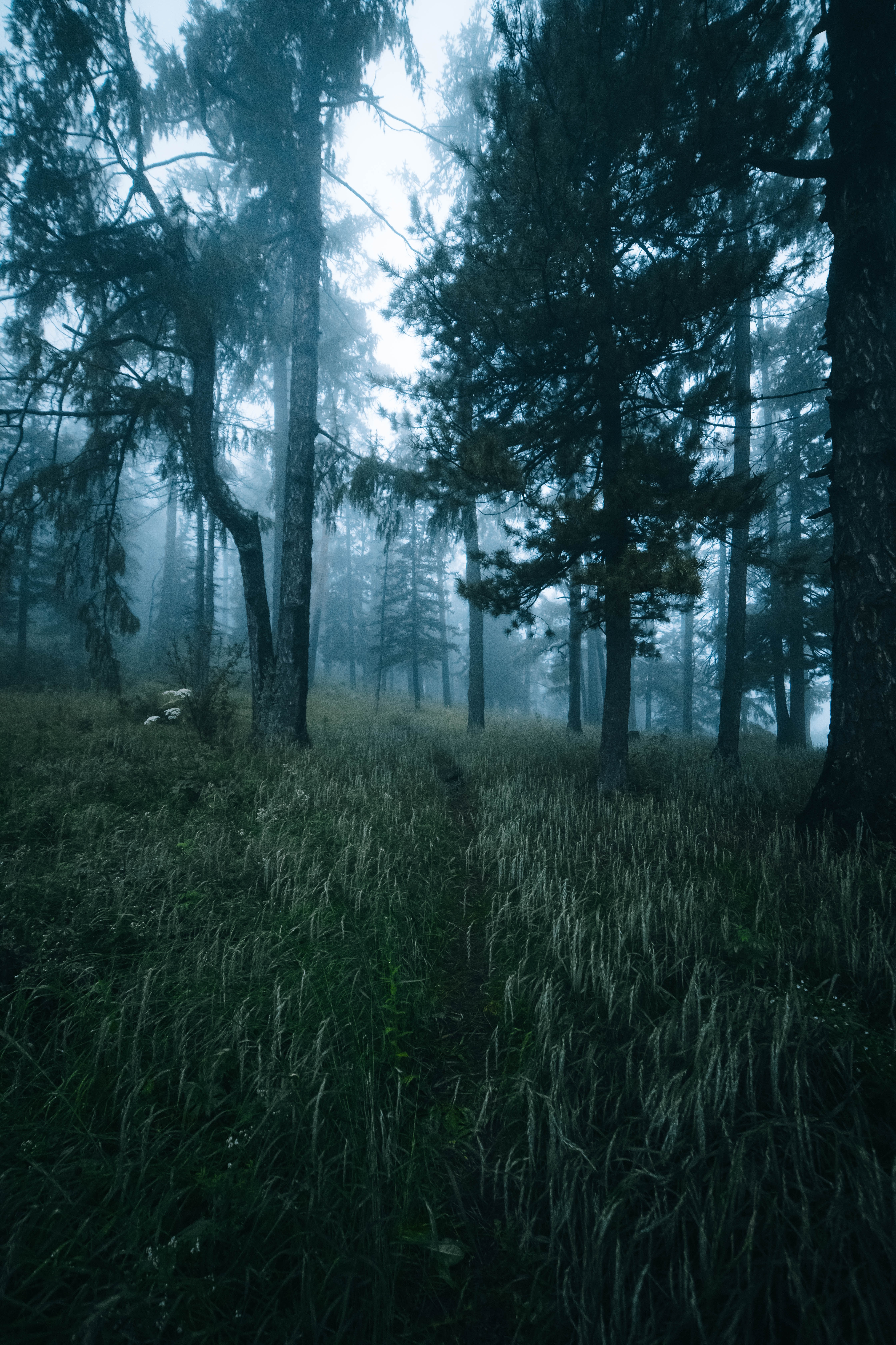 nature, trees, grass, forest, fog, path
