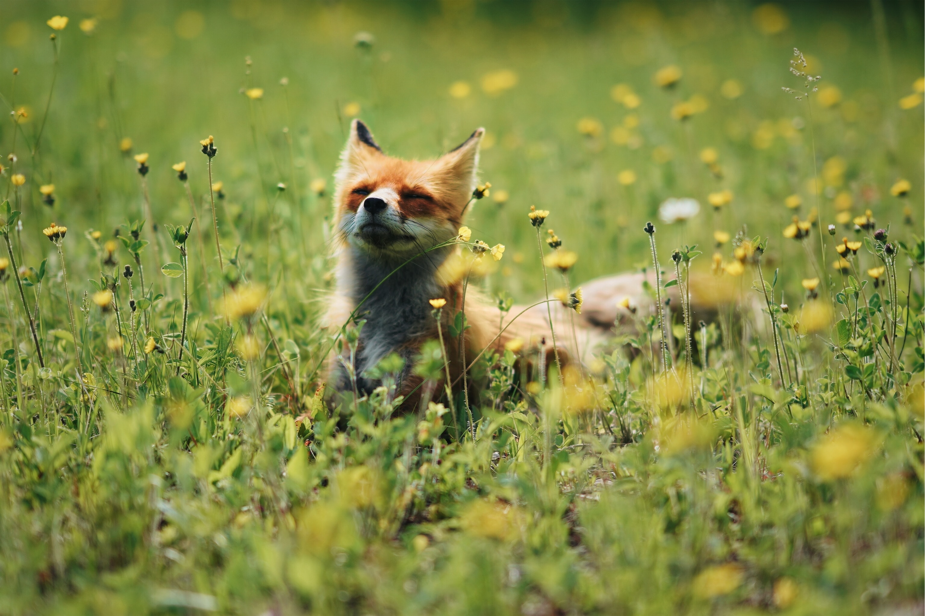 Laden Sie das Tiere, Blumen, Grass, Tier, Schatz, Nett, Fuchs, Ein Fuchs-Bild kostenlos auf Ihren PC-Desktop herunter