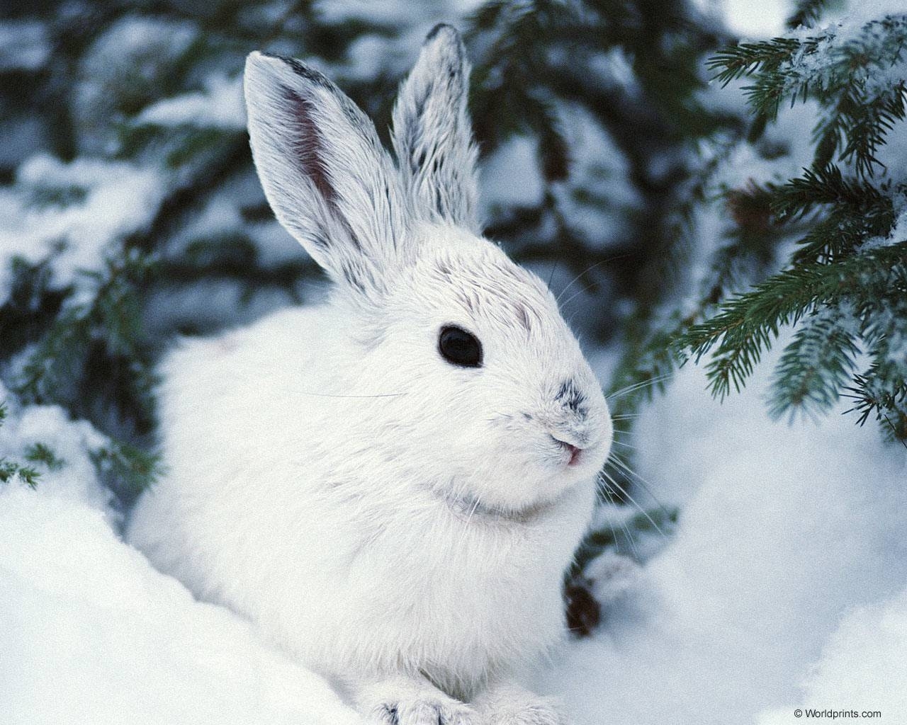114 download wallpaper animals, winter, rabbits screensavers and pictures for free