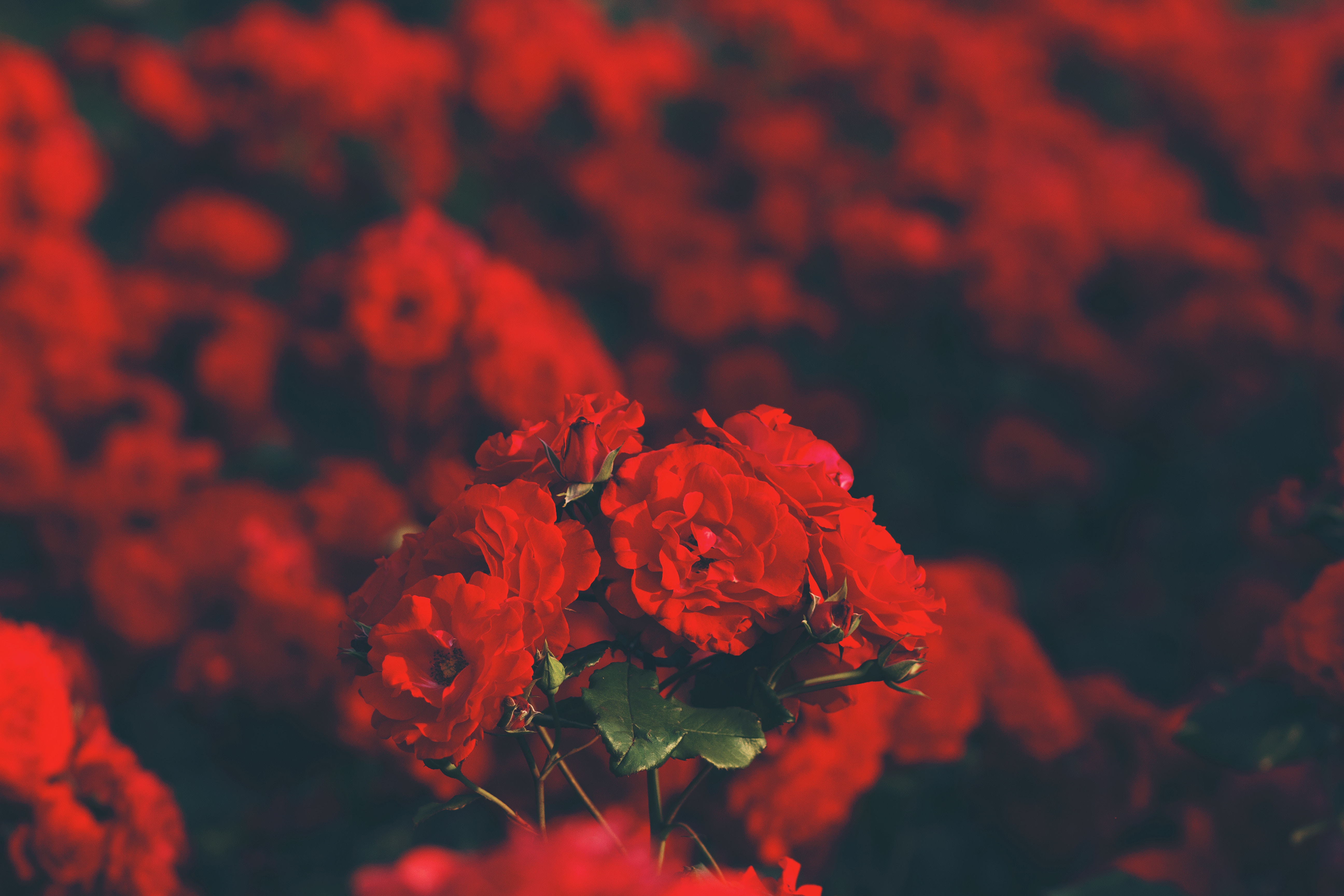 112796 free download Red wallpapers for phone, blur, smooth, flowers, bouquet Red images and screensavers for mobile