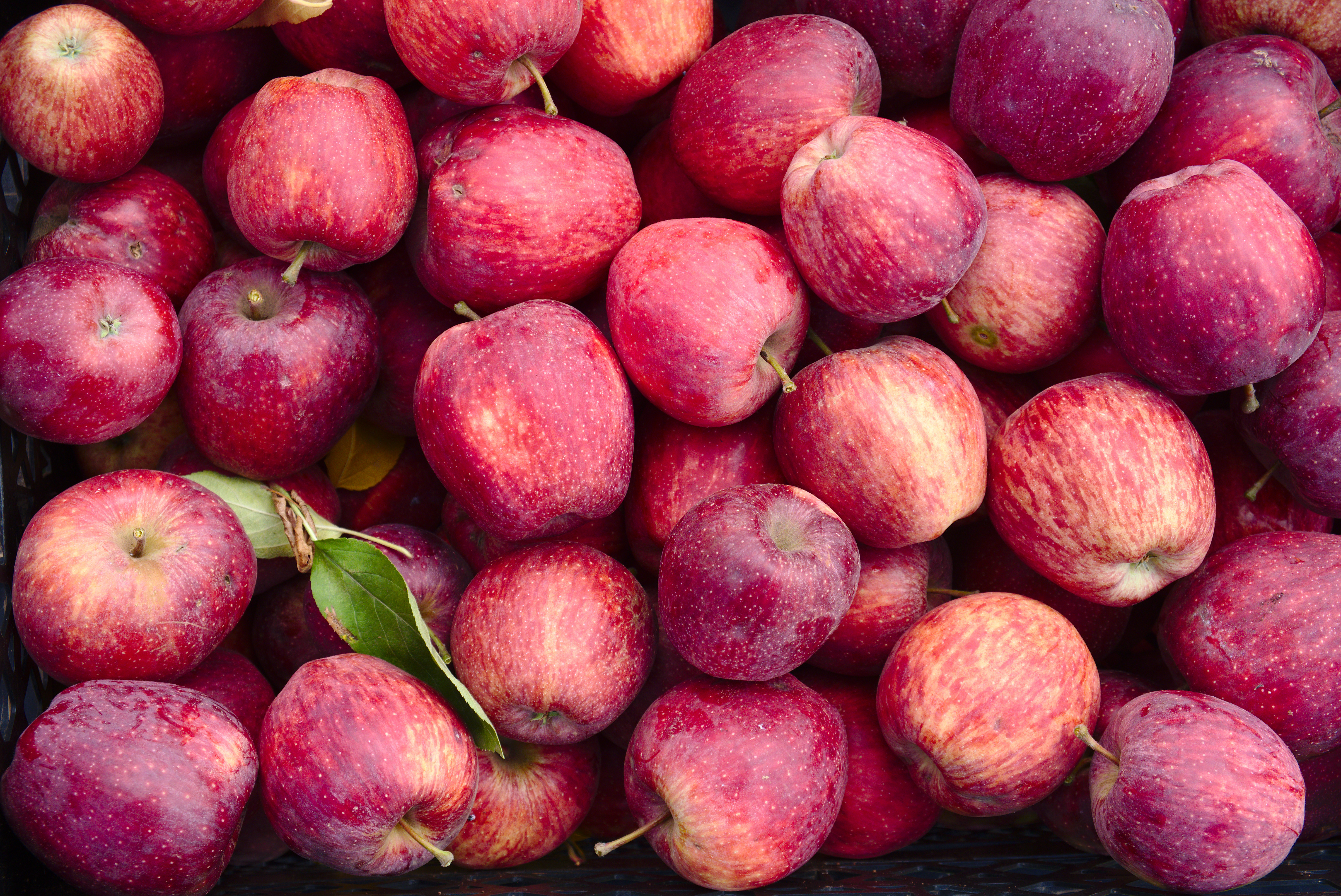 harvest, fruit, apples, red HD Mobile
