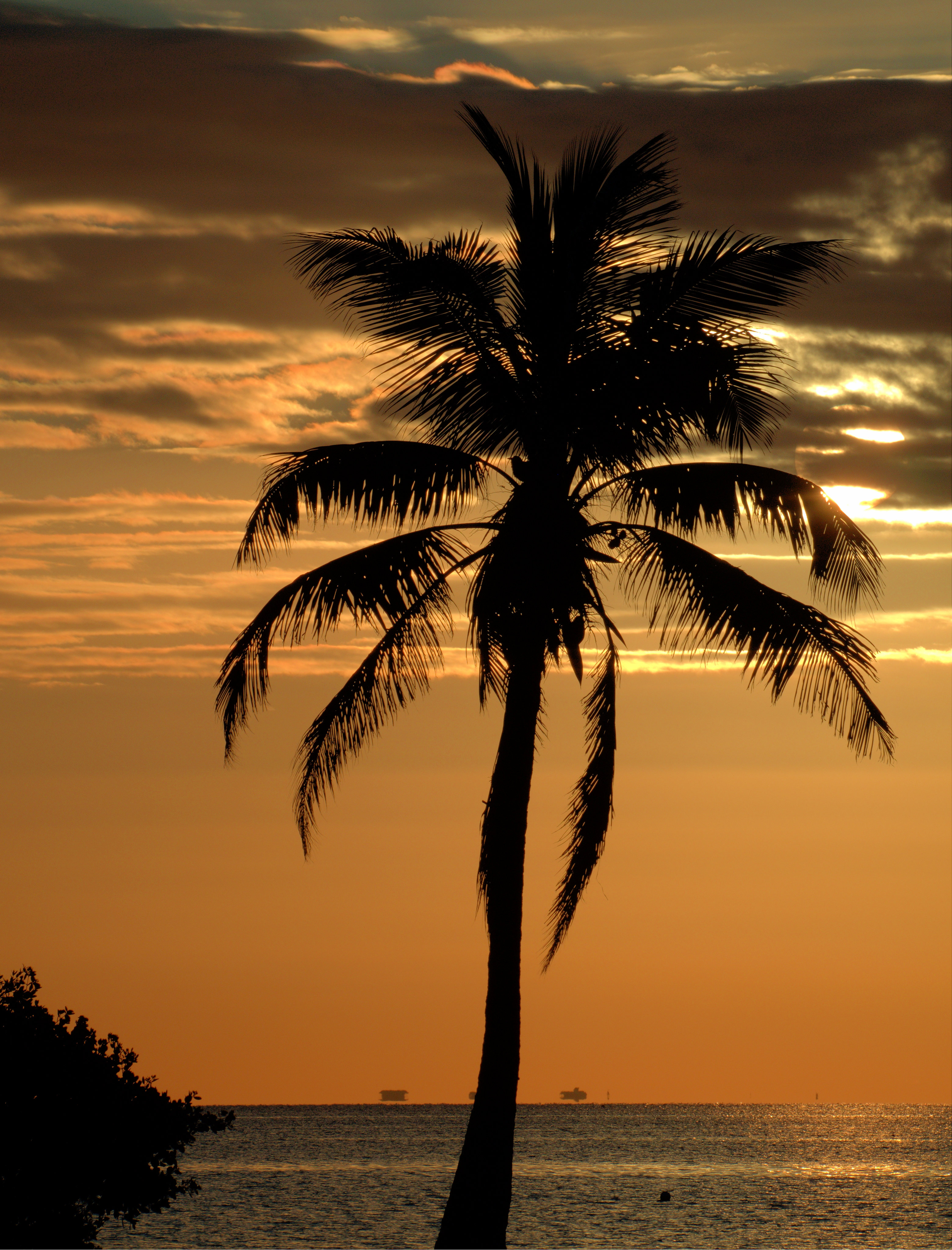 102028 Hintergrundbild herunterladen palme, natur, sunset, horizont, holz, baum, palm - Bildschirmschoner und Bilder kostenlos