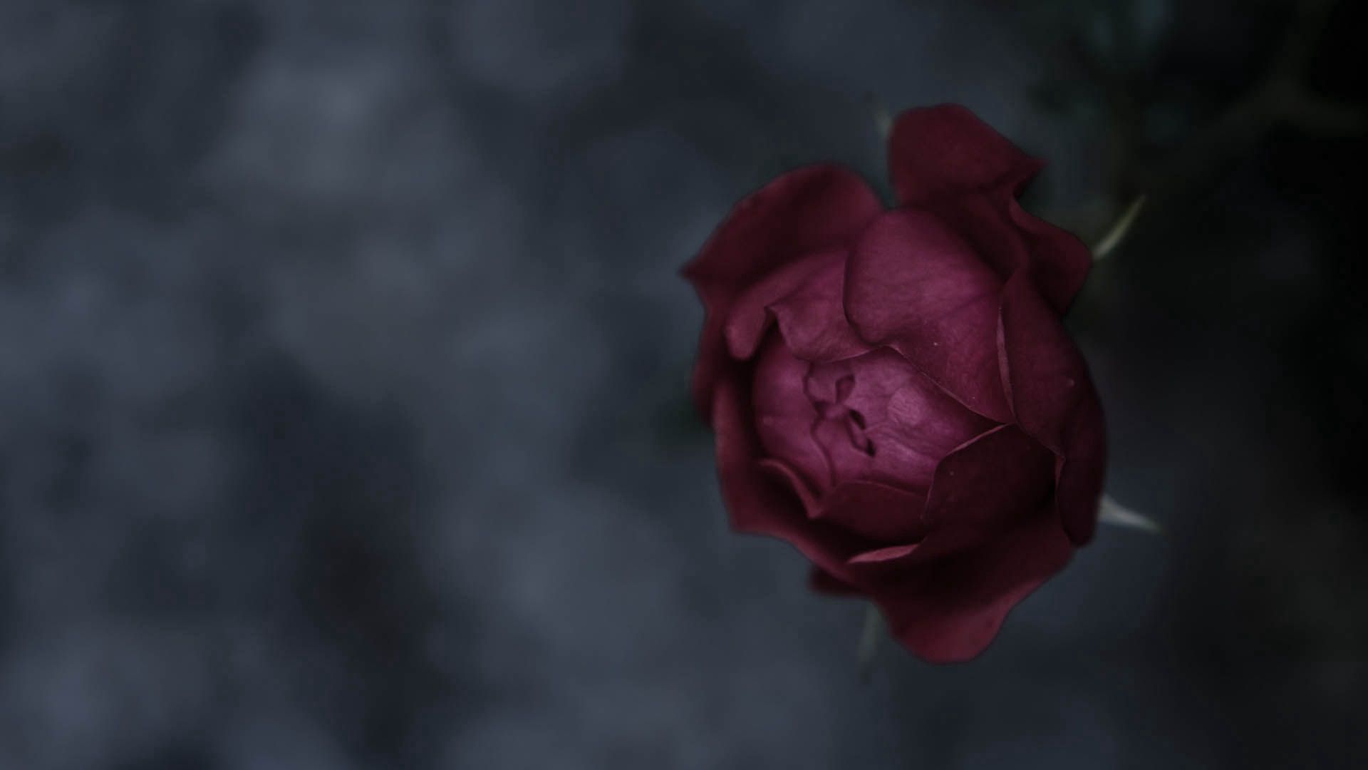 UHD wallpaper rose, colored, flower, dark