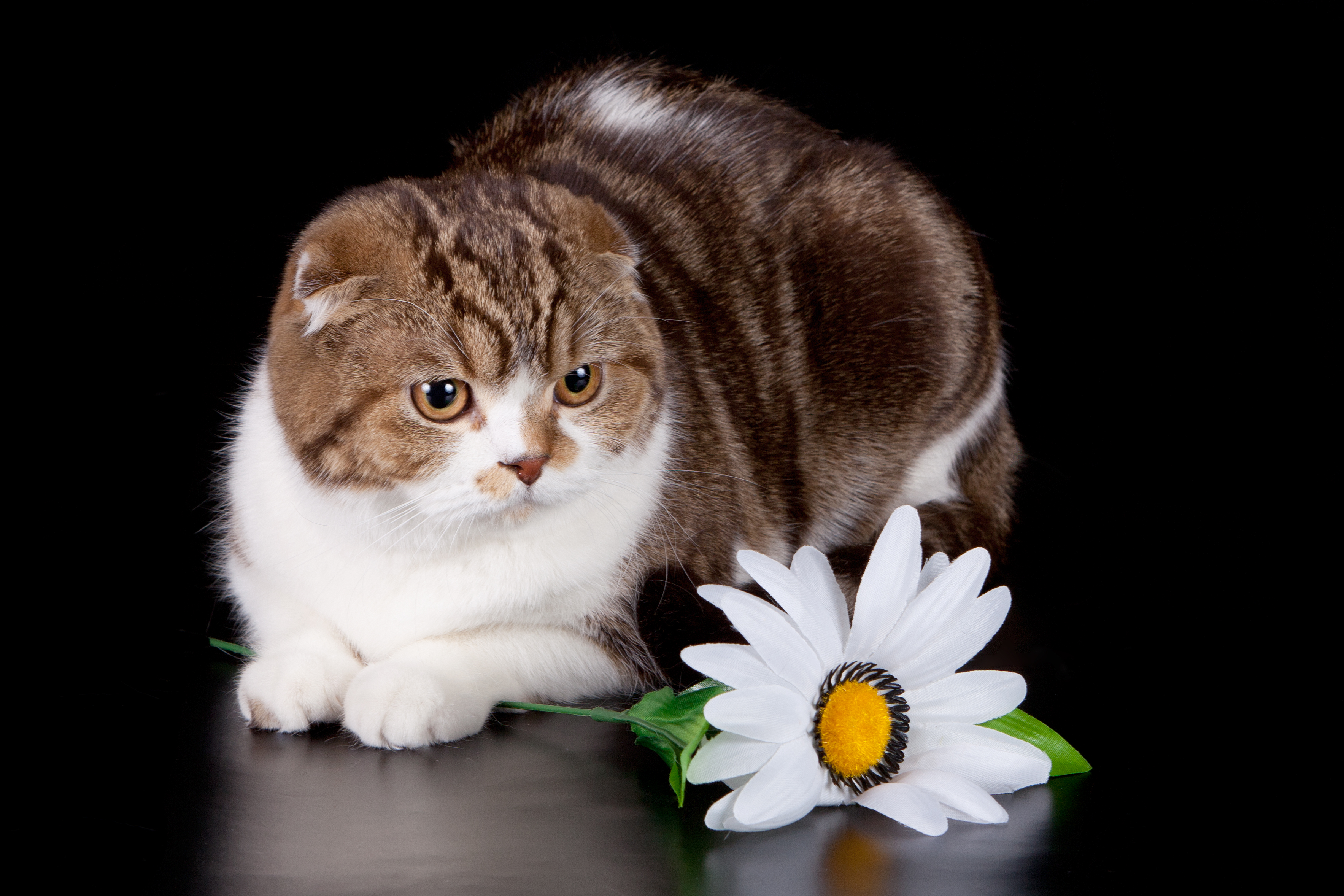 64273 Bild herunterladen tiere, usa, 2014, oktober, nationaler katzentag - Hintergrundbilder und Bildschirmschoner kostenlos