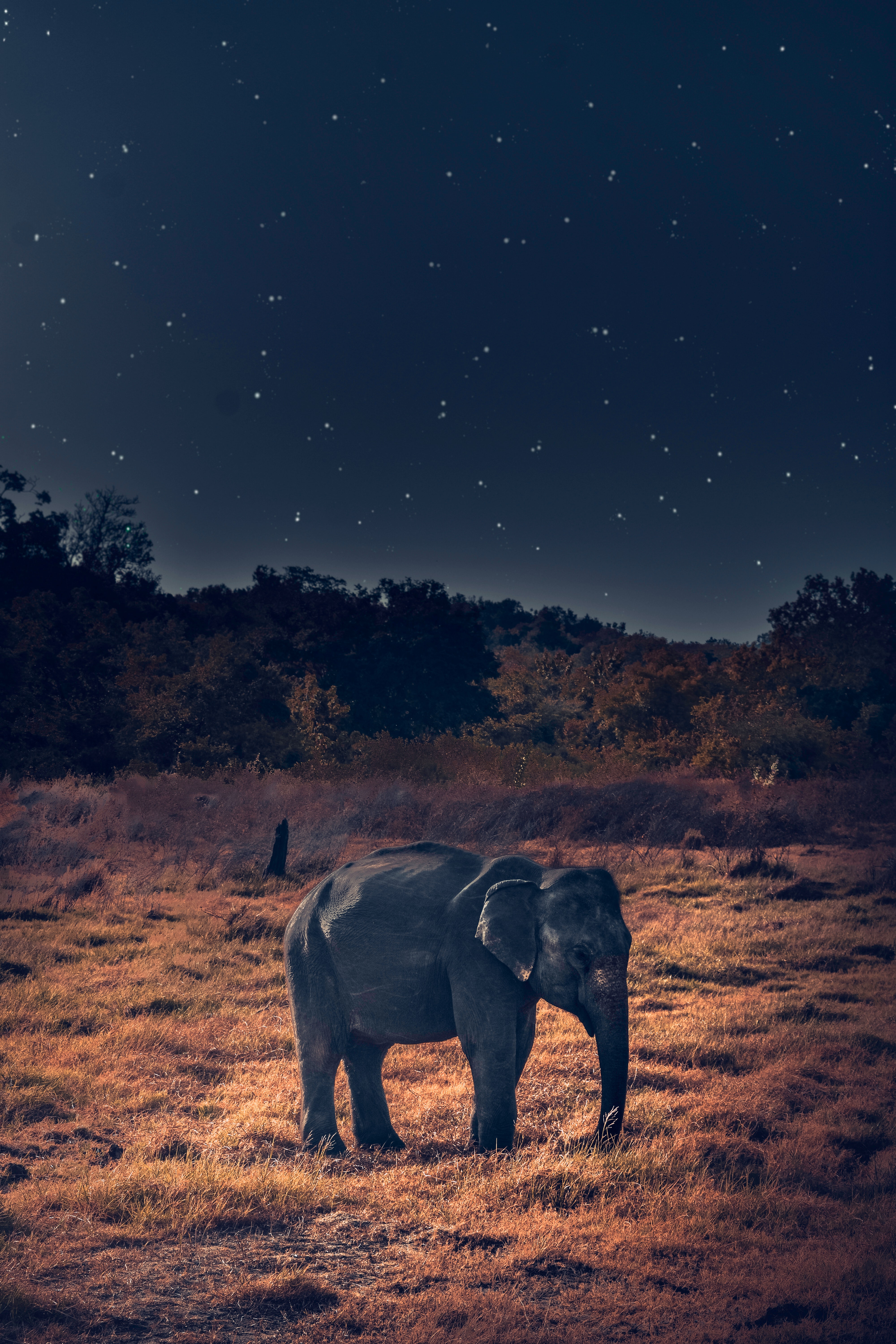 80774 Bild herunterladen tiere, wilde natur, wildlife, elefant, elefanten, afrikanischer elefant - Hintergrundbilder und Bildschirmschoner kostenlos