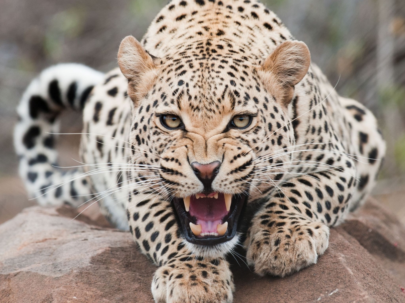 32916 скачать обои леопарды, животные, оранжевые - заставки и картинки бесплатно