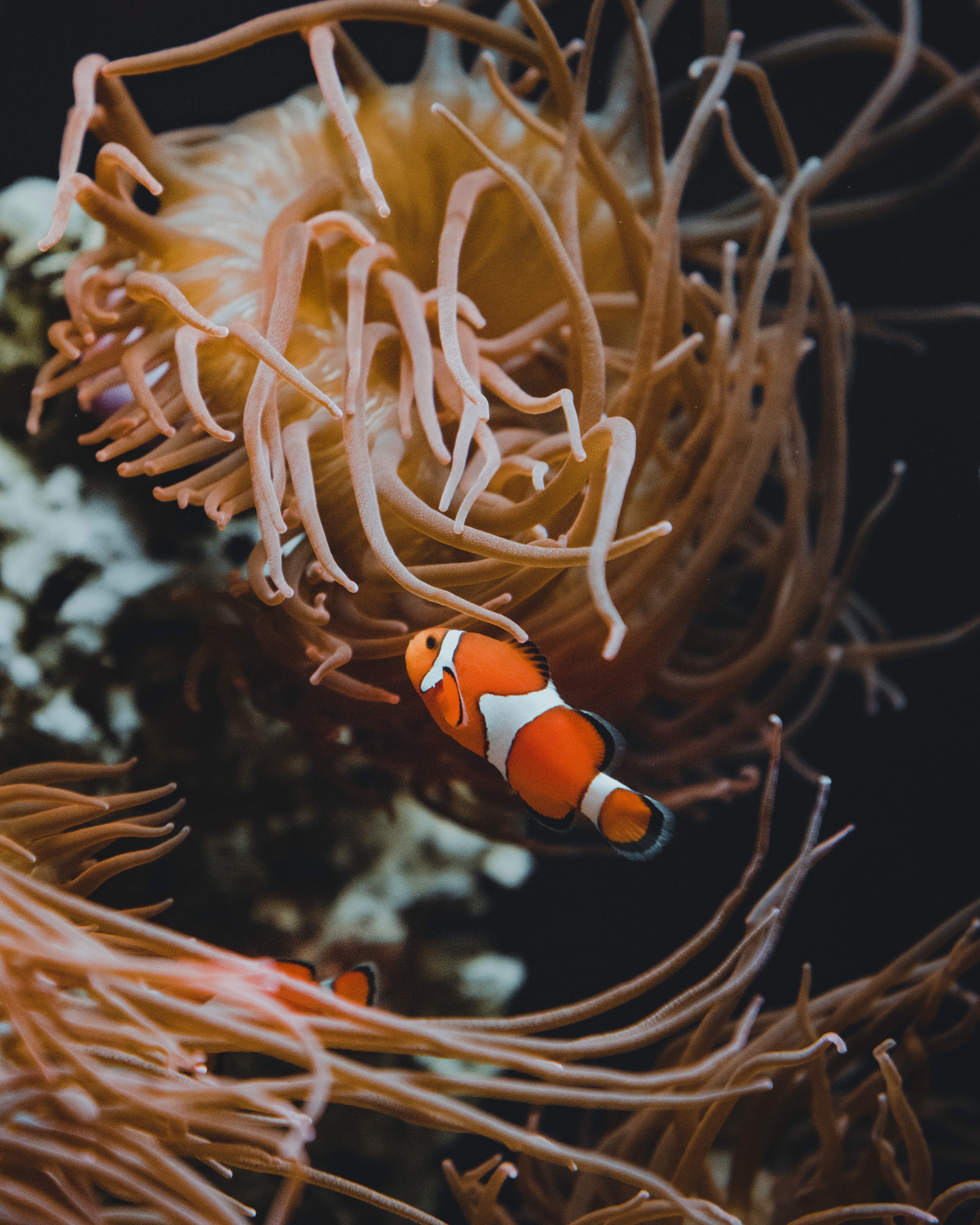 56583 download wallpaper animals, coral, clown fish, fish, seaweed, algae, underwater, submarine, fish clown, reef screensavers and pictures for free
