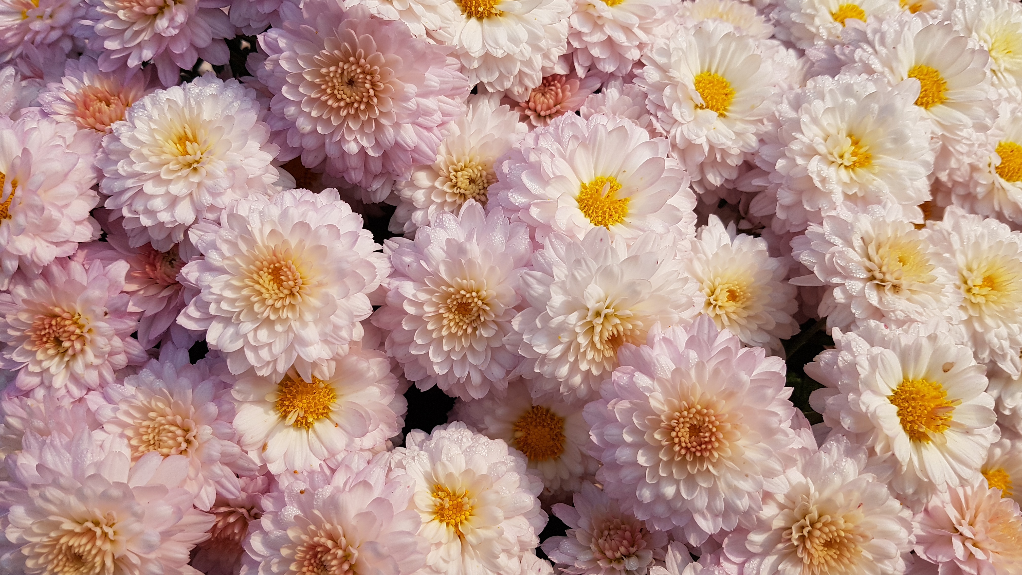 High Definition wallpaper chrysanthemum, blooms, flowers, pink