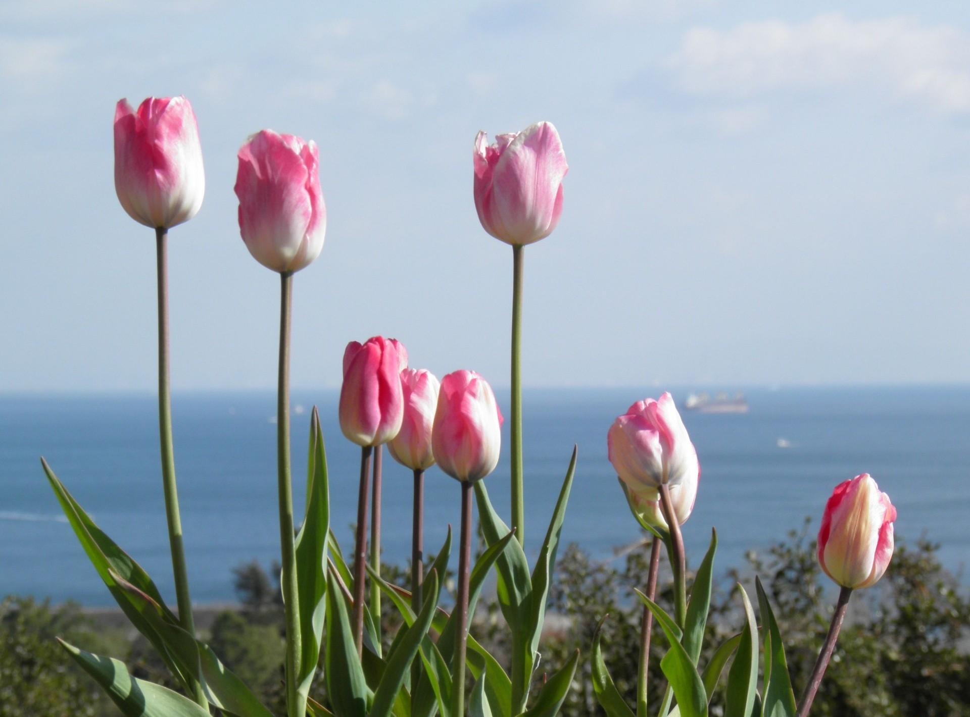 Descargar las imágenes de Tulipanes gratis para teléfonos Android y iPhone,  fondos de pantalla de Tulipanes para teléfonos móviles