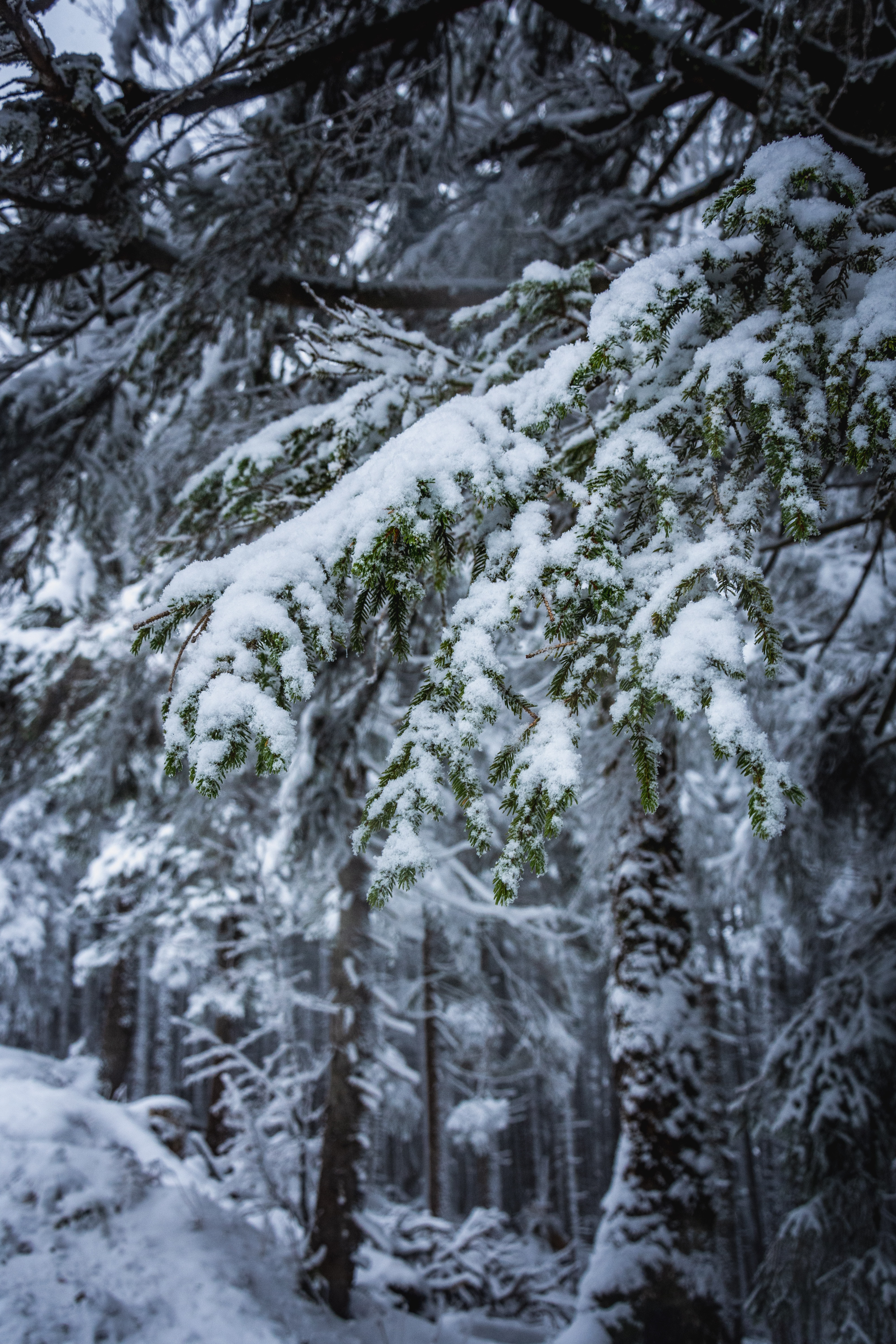 107711 завантажити шпалери дерева, гілки, сніг, природа, відділень, зима - заставки і картинки безкоштовно