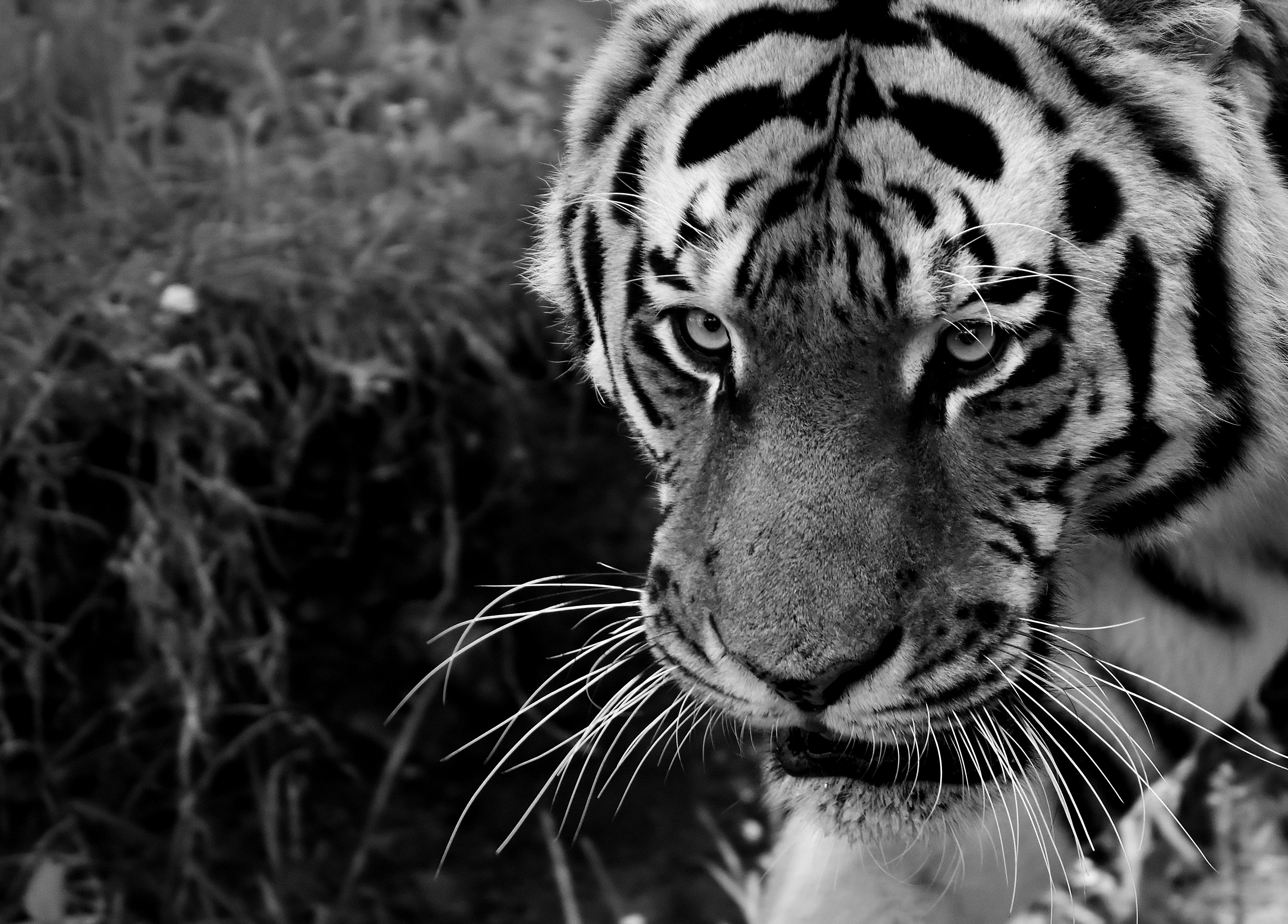 95539 Bild herunterladen tiere, schnauze, raubtier, predator, sicht, meinung, bw, chb, tiger - Hintergrundbilder und Bildschirmschoner kostenlos