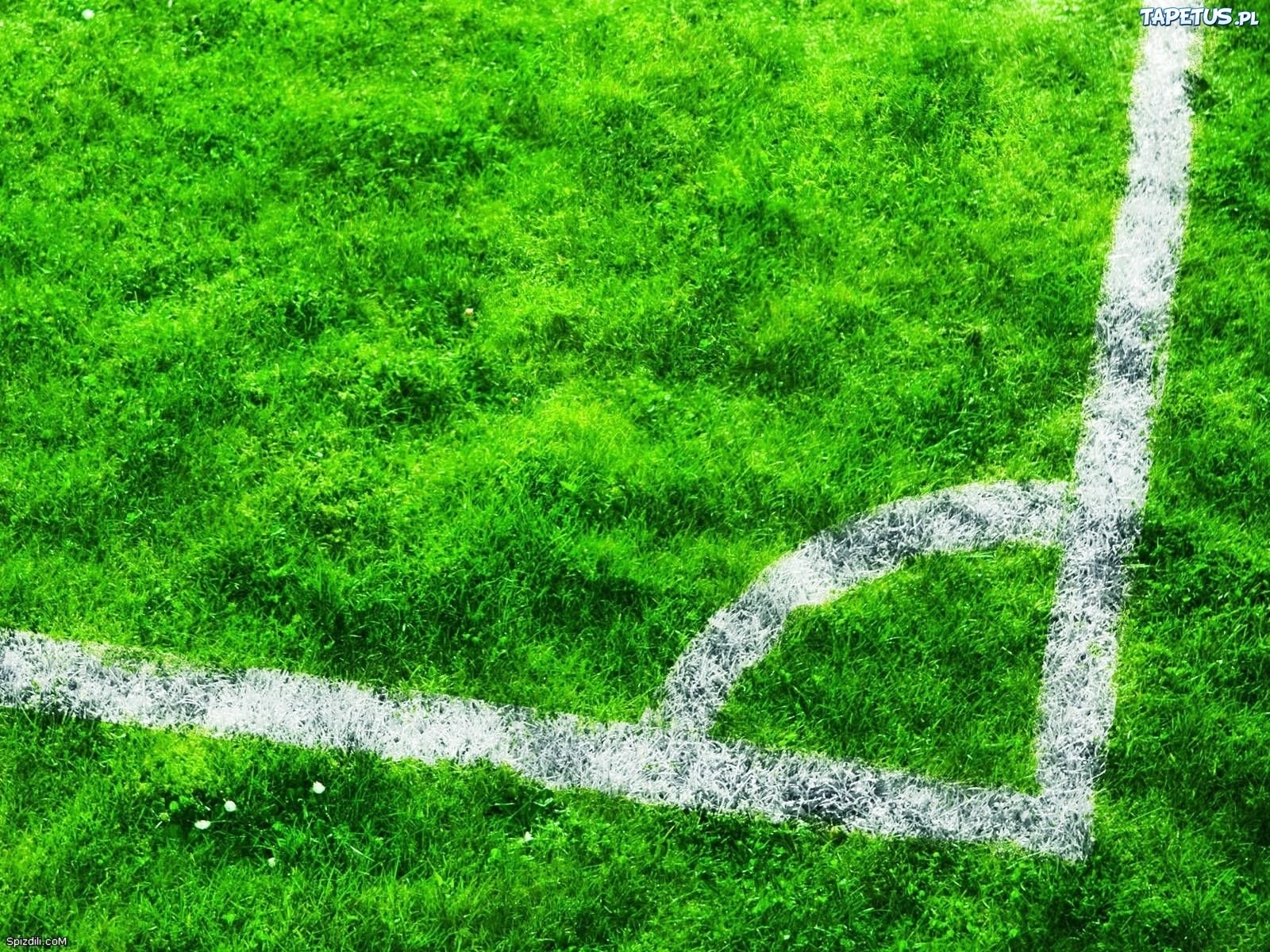Laden Sie das Grass, Hintergrund, Fußball-Bild kostenlos auf Ihren PC-Desktop herunter
